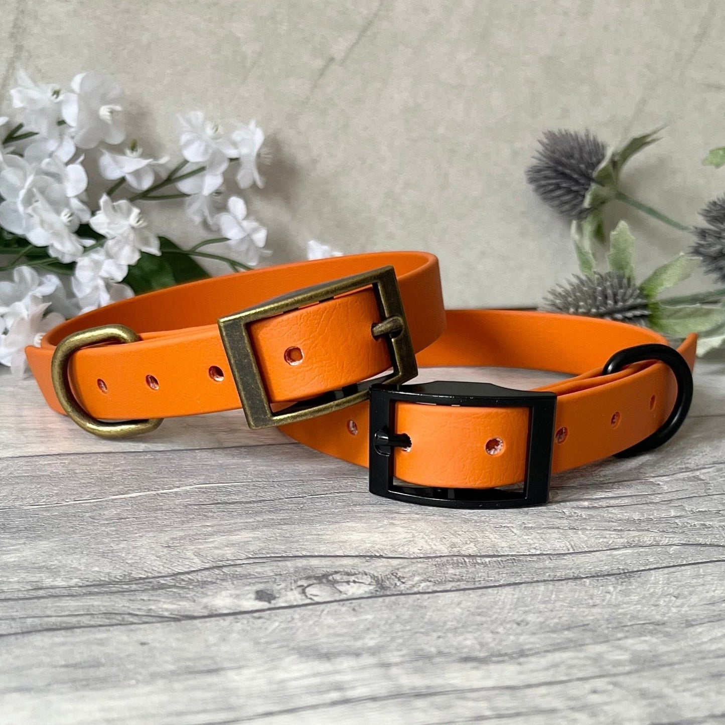 Two Orange Biothane dog collars, one with Antique Brass and the other with Black hardware. The collar is fastened with a buckle and has a d-ring. There are 5 punched holes spaced 2cm