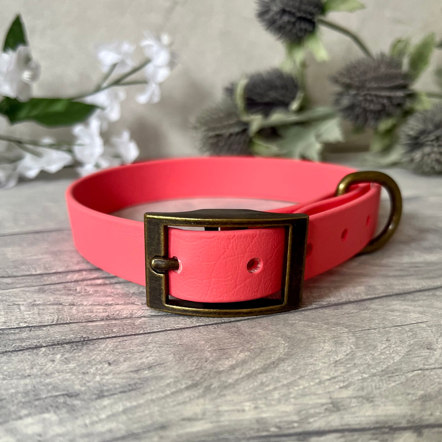 Coral Biothane dog collar with Antique Brass hardware. The collar is fastened with a buckle and has a d-ring. There are 5 punched holes spaced 2cm apart.