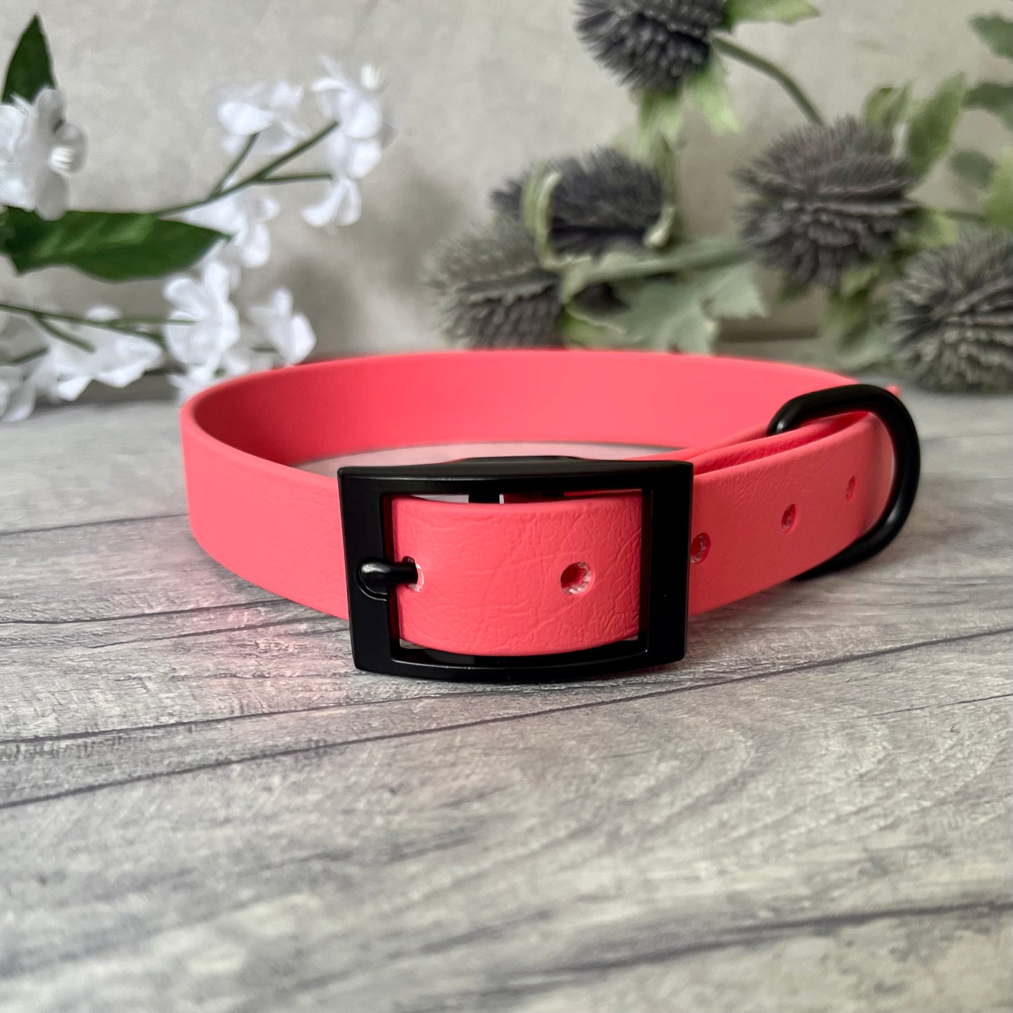 Coral Biothane dog collar with Black hardware. The collar is fastened with a buckle and has a d-ring. There are 5 punched holes spaced 2cm apart.