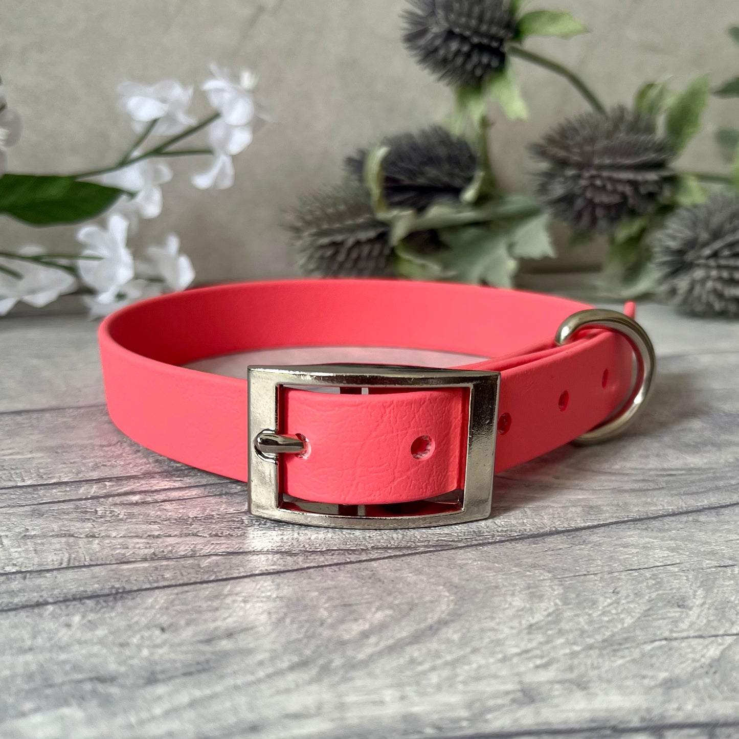 Coral Biothane dog collar with Silver hardware. The collar is fastened with a buckle and has a d-ring. There are 5 punched holes spaced 2cm apart.