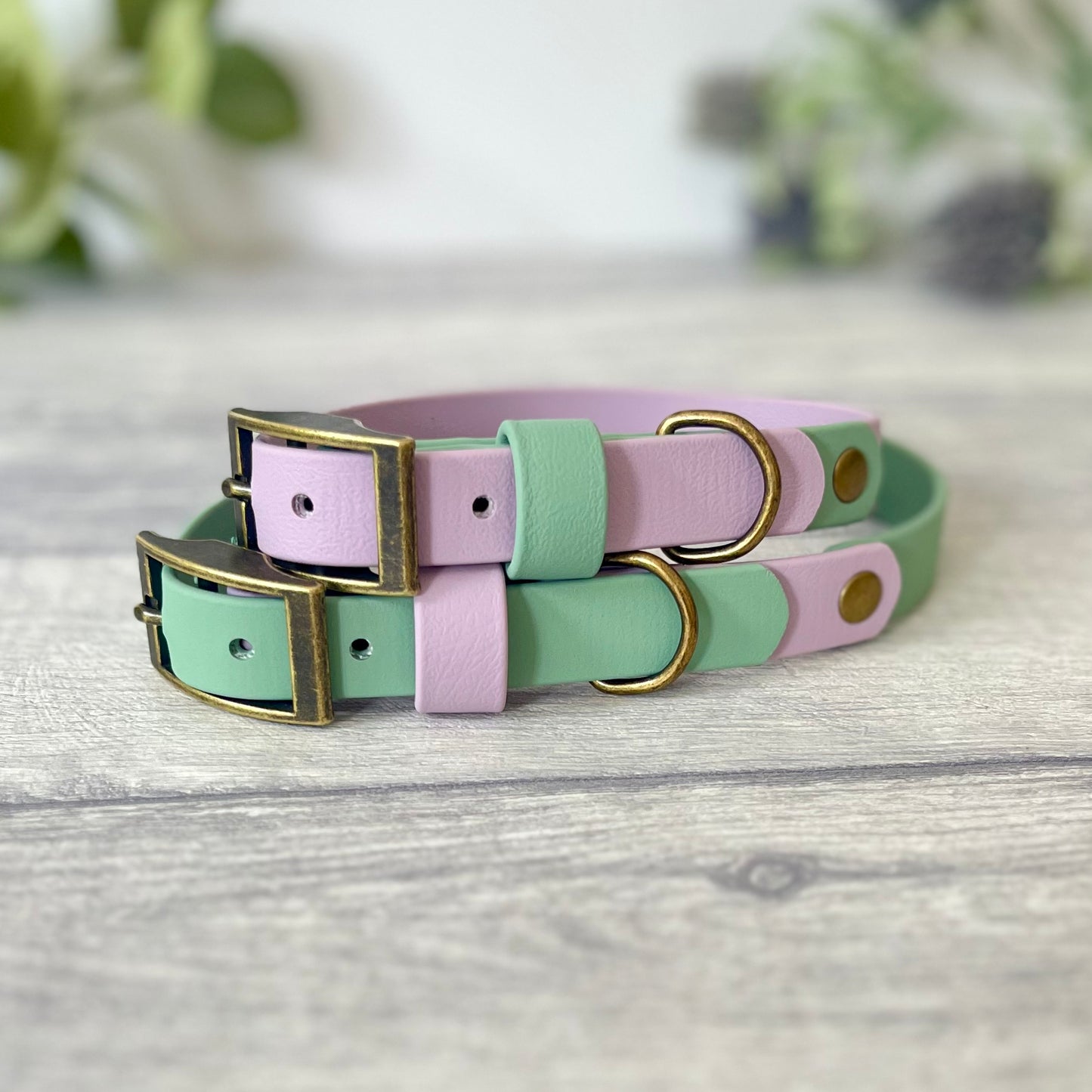 Lavender and sage green dog collar with brass hardware on a wooden surface.
