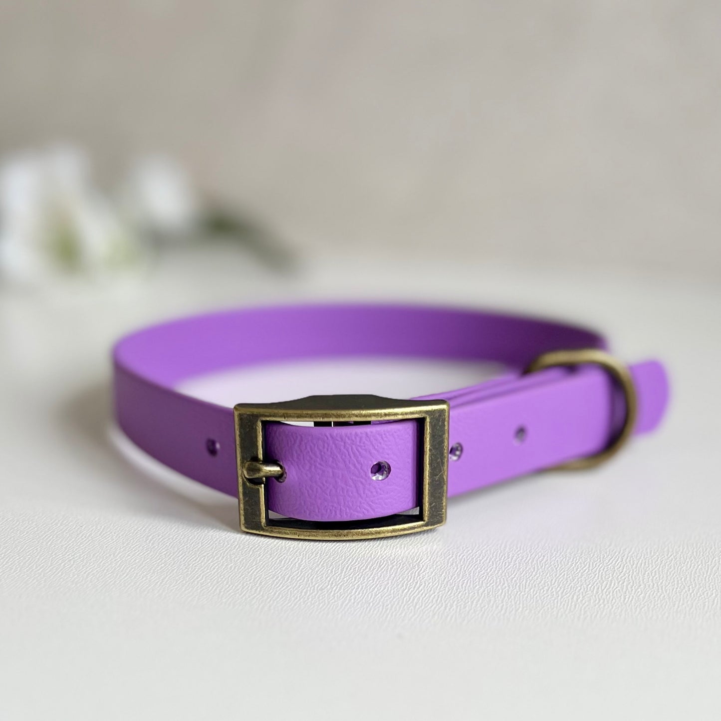 AmethystAmethyst purple dog collar with a antique brass buckle on a light background