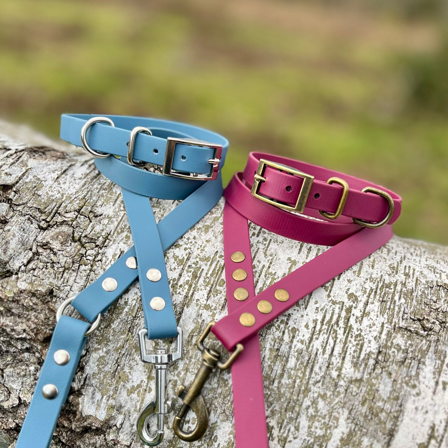 Blue and pink dog collars with leashes on a wooden surface