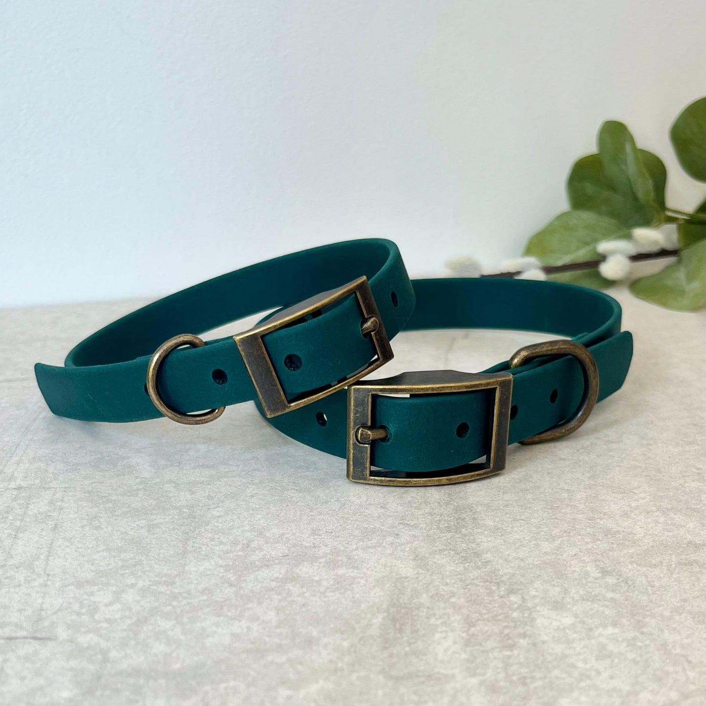Two Dark Green Biothane dog collars with Antique Brass hardware. The collar is fastened with a buckle and has a d-ring. There are 5 punched holes spaced 2cm