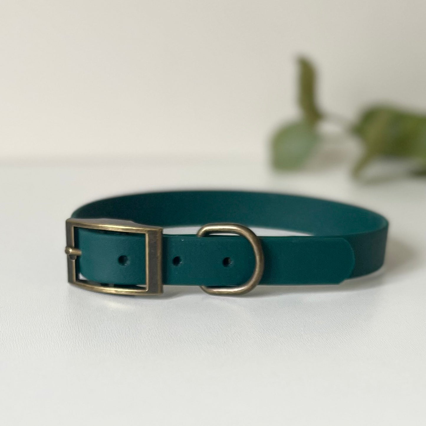 Dark green dog collar with antique brass hardware on a white background with leaves in the background