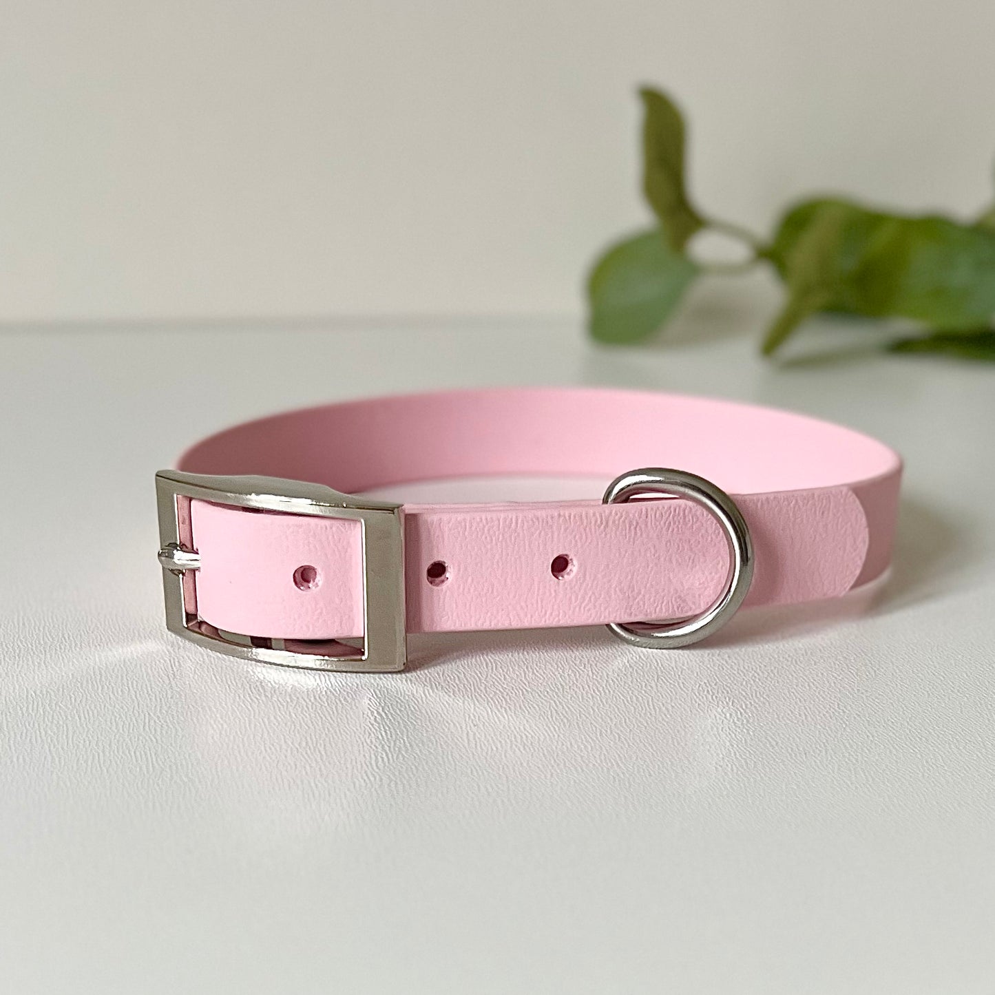 Light Pink dog collar with silver hardware on a white background with leaves in background
