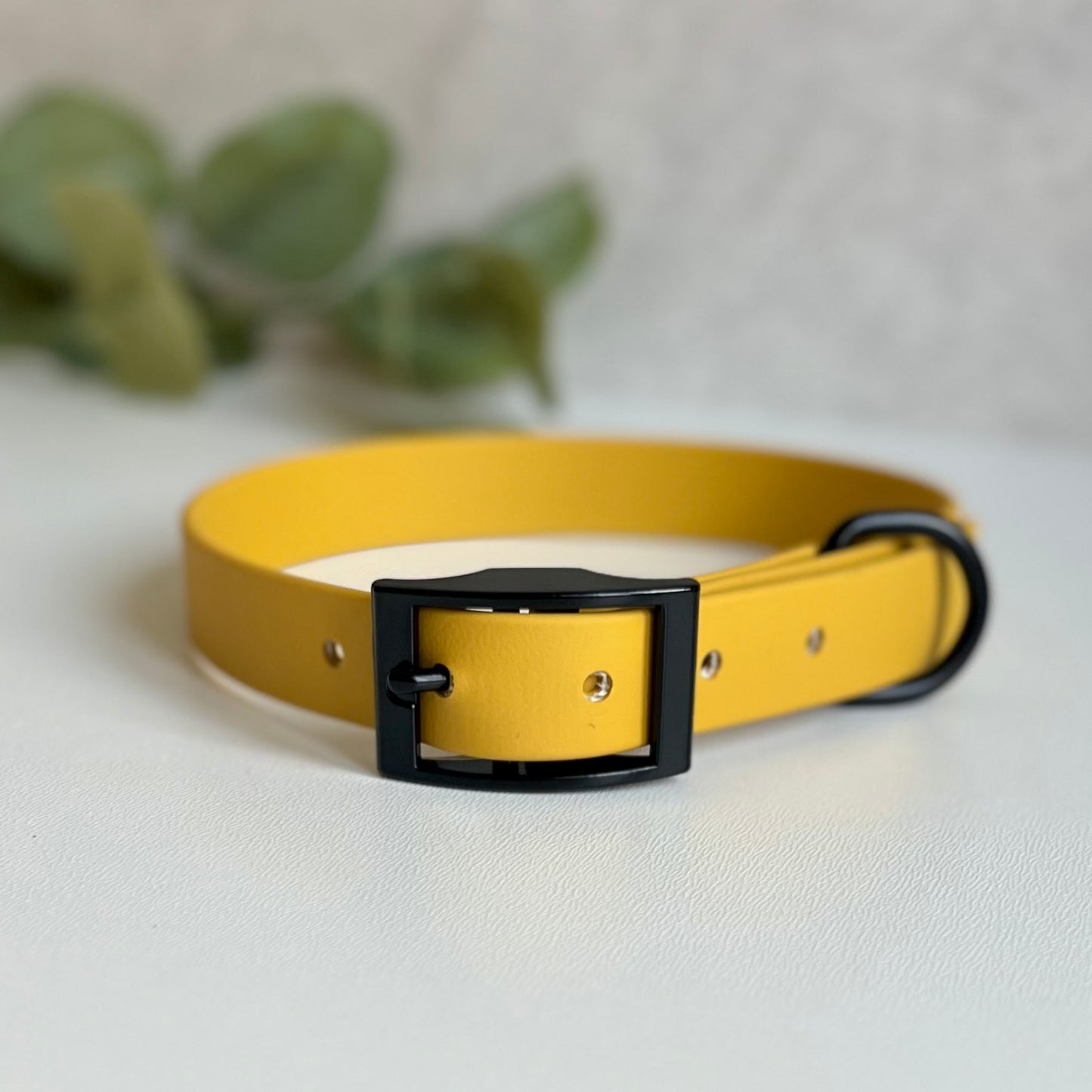 Mustard Yellow dog collar with a black buckle on a light background