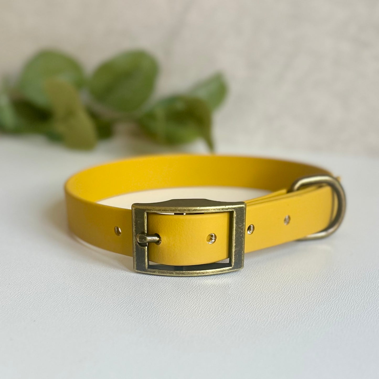 Mustard Yellow dog collar with a brass buckle on a white background