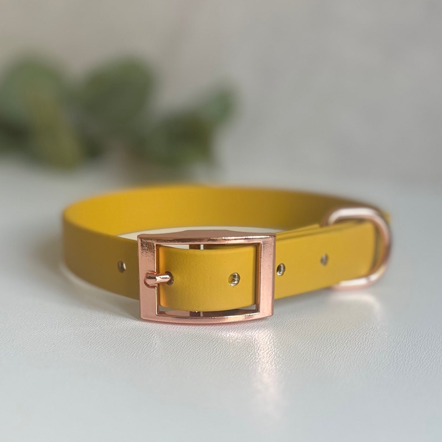 Mustard Yellow dog collar with a rose gold buckle on a light background