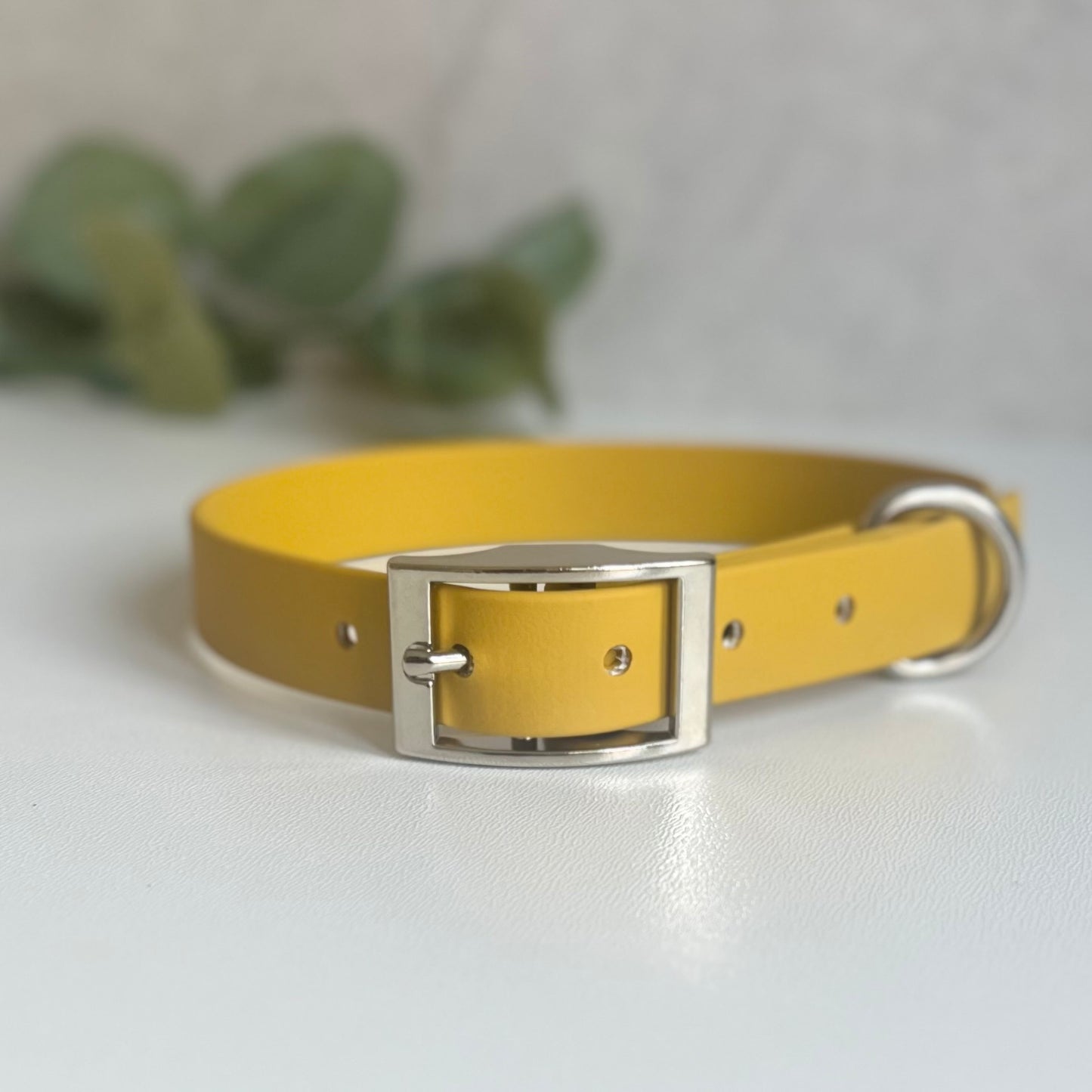 Mustard Yellow dog collar with a silver buckle on a light background