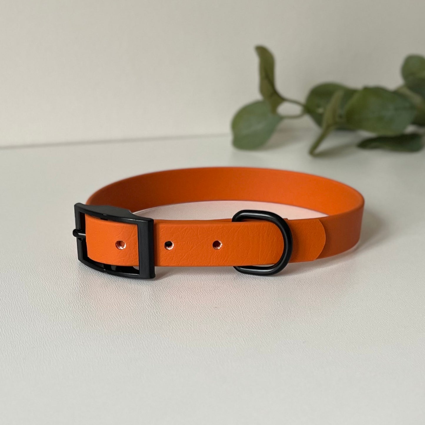 Burnt Orange dog collar with black hardware on a white background with leaves in the background