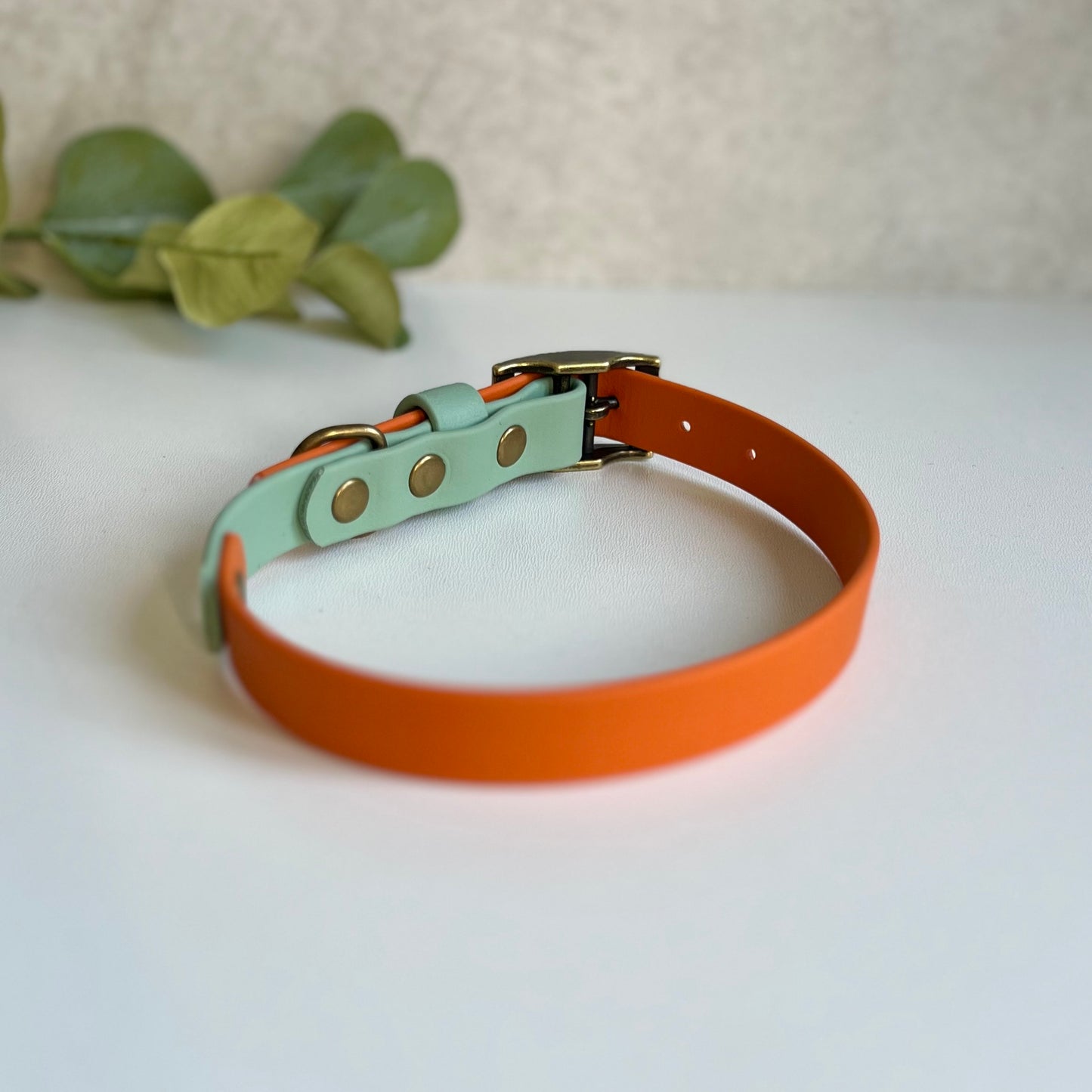 Two-tone orange and light green dog collar with brass buckle on a white background