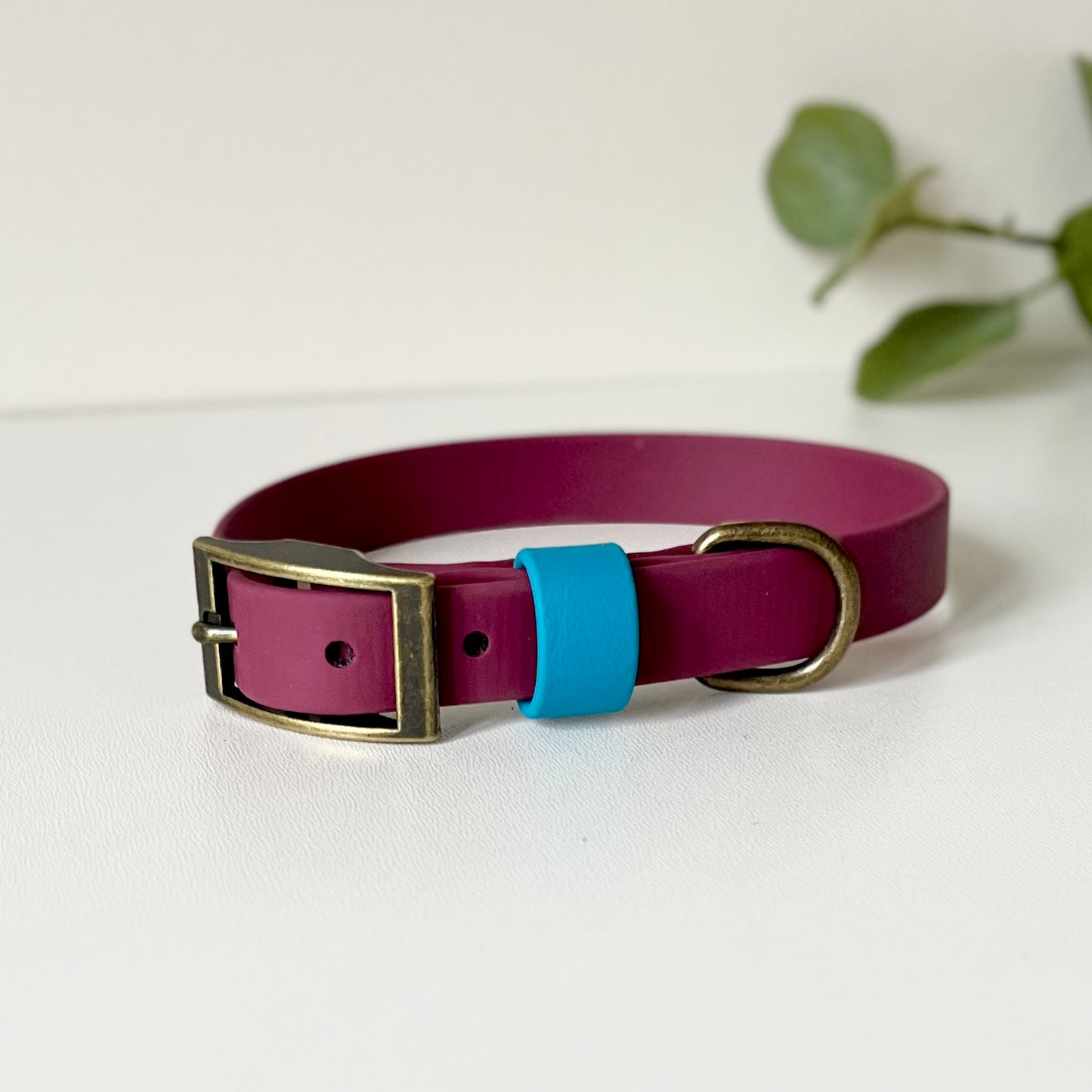 Wine red dog collar with a blue strap keeper and antique brass hardware on a white background with leaves in background