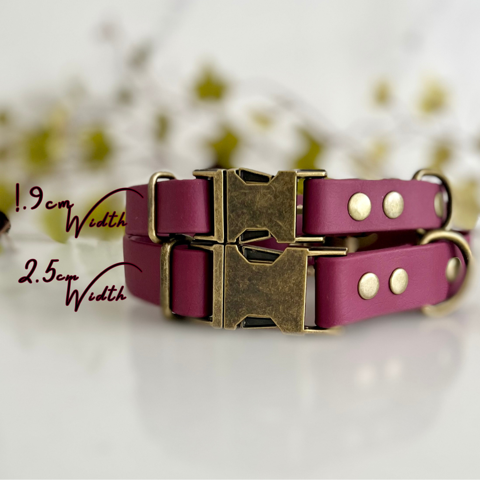 Wine Red dog collar with Antique Brass hardware on a white background