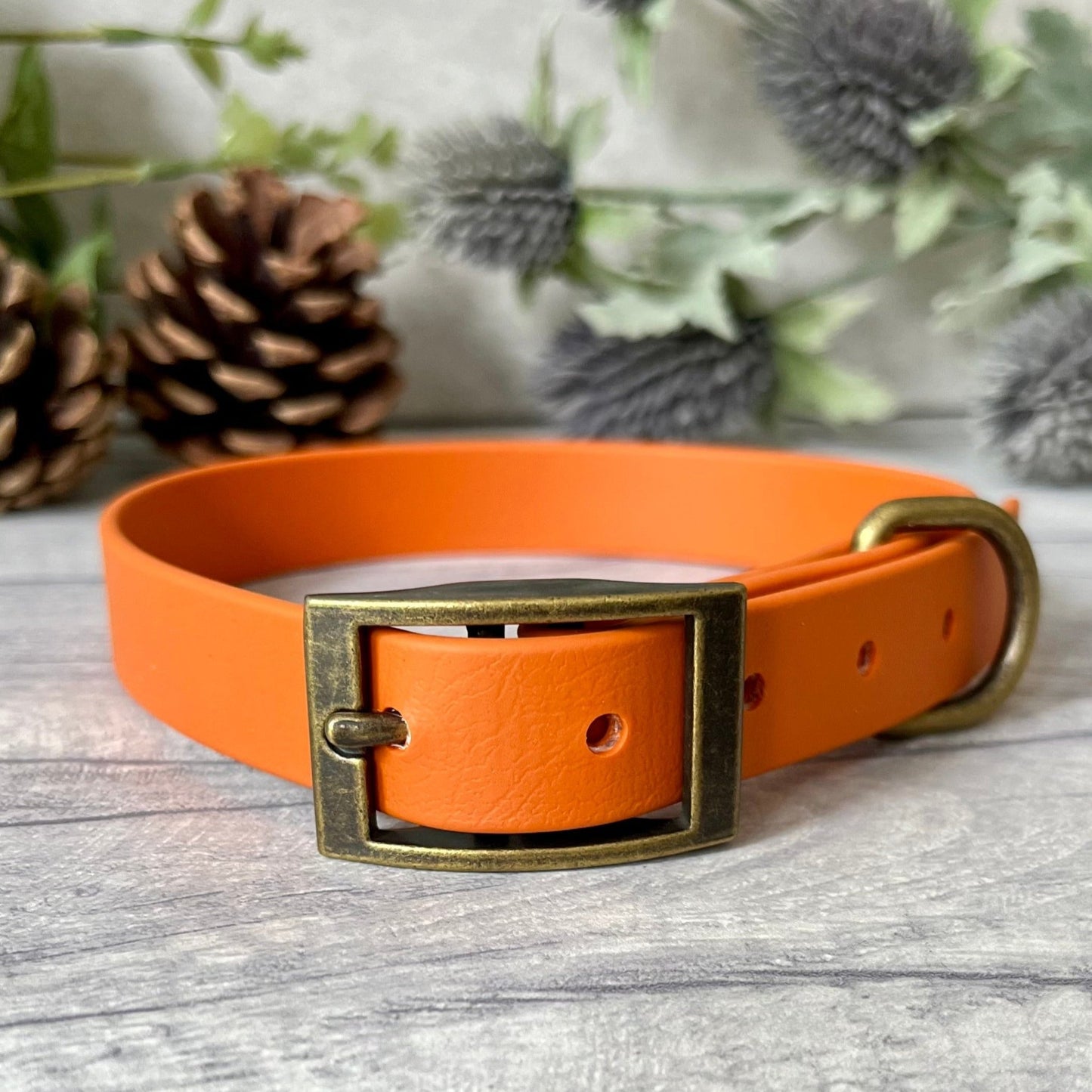 Orange Biothane dog collar with Antique Brass hardware. The collar is fastened with a buckle and has a d-ring. There are 5 punched holes spaced 2cm