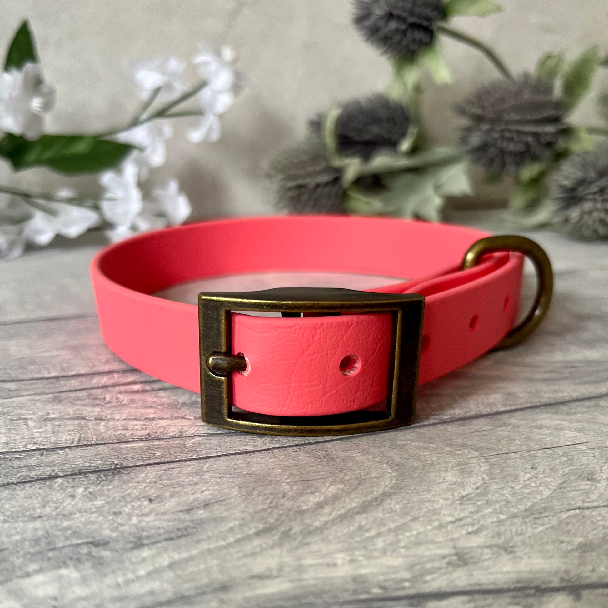 Coral Biothane dog collar with Antique Brass hardware. The collar is fastened with a buckle and has a d-ring. There are 5 punched holes spaced 2cm apart.