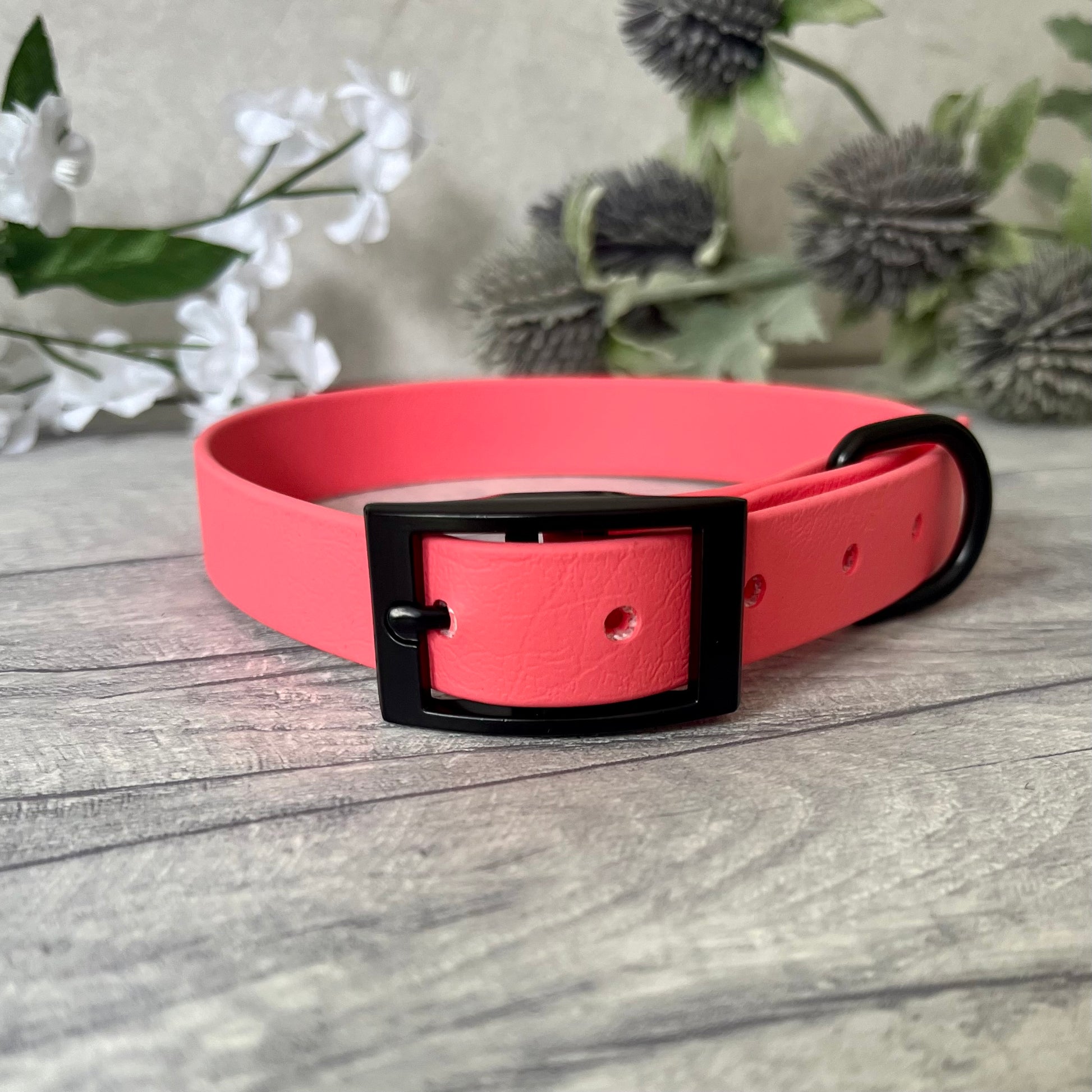 Coral Biothane dog collar with Black hardware. The collar is fastened with a buckle and has a d-ring. There are 5 punched holes spaced 2cm apart.