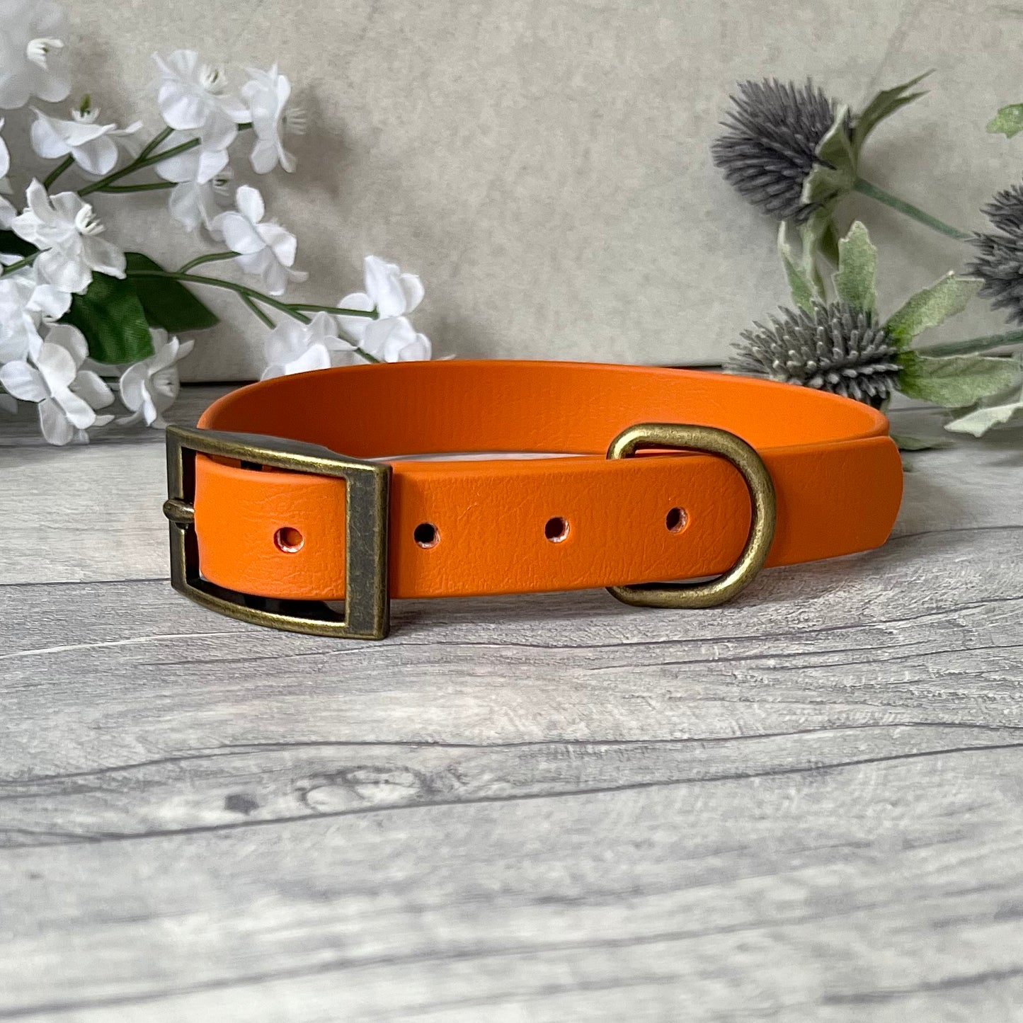 Orange Biothane dog collar with Antique Brass hardware. The collar is fastened with a buckle and has a d-ring. There are 5 punched holes spaced 2cm