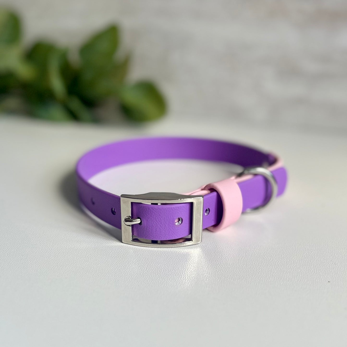 Purple and pink dog collar with silver buckle on a light background