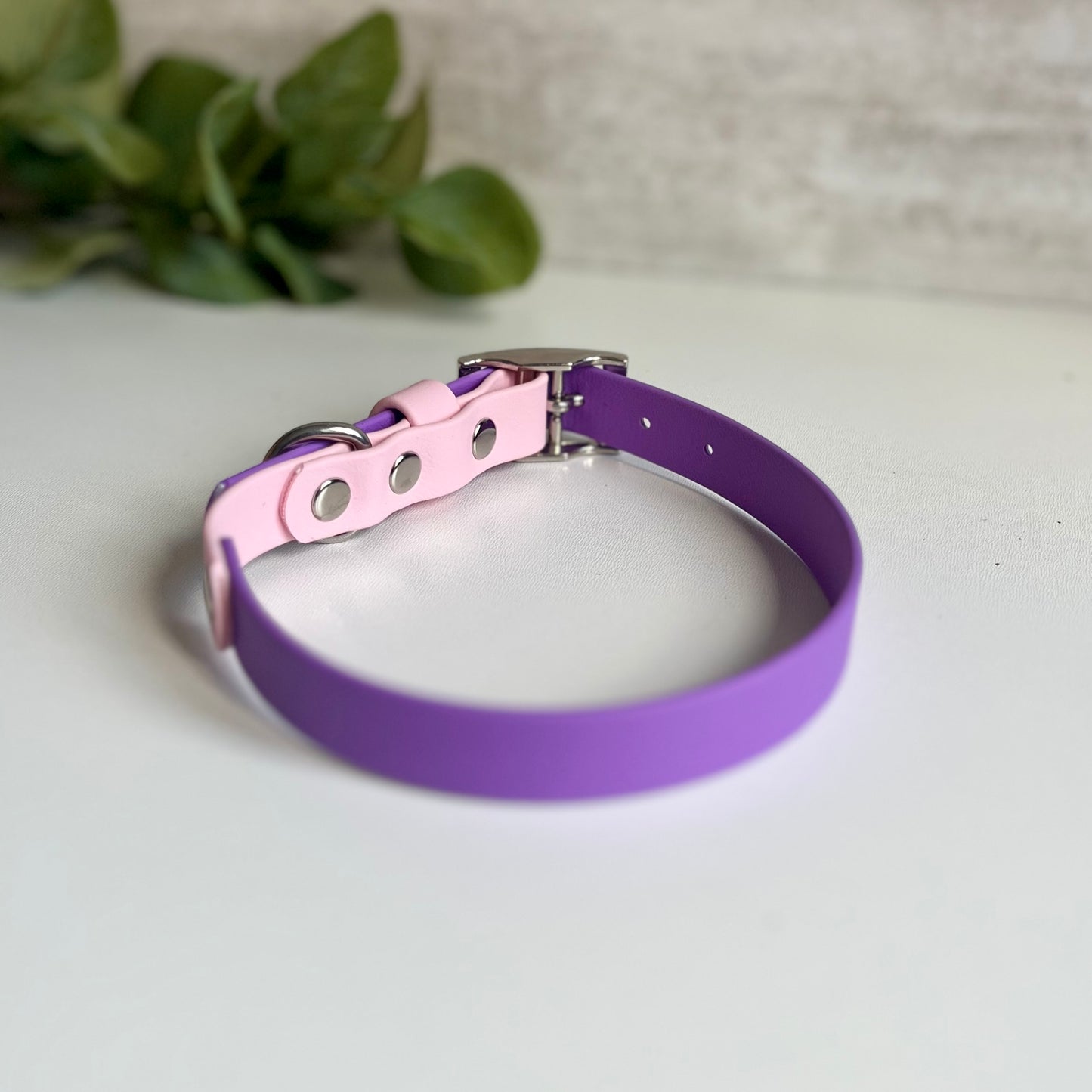 Purple and pink dog collar with silver buckle on a light background