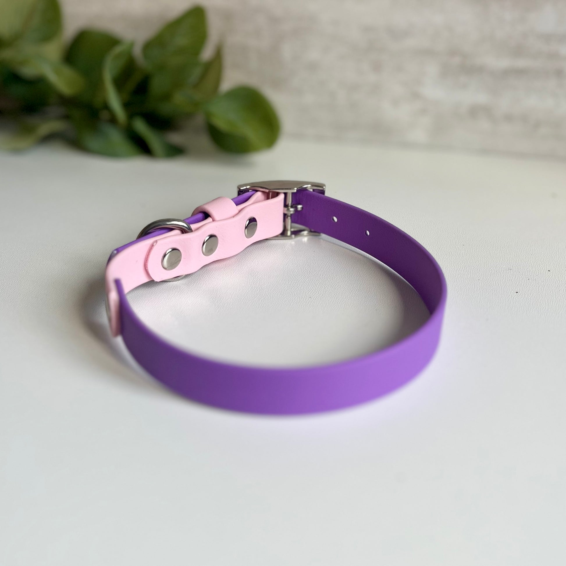 Purple and pink dog collar with silver buckle on a light background