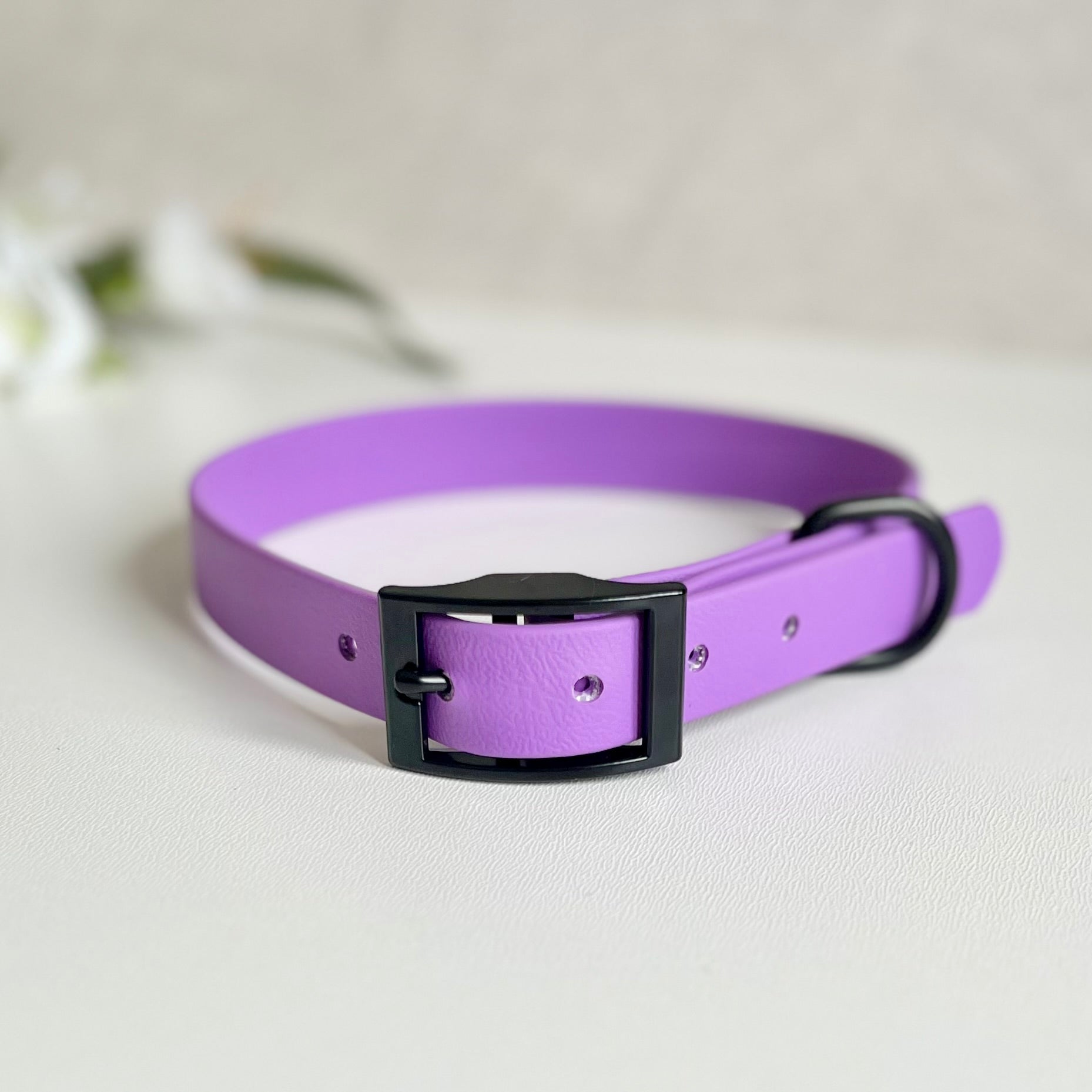 Amethyst purple dog collar with a black buckle on a light background
