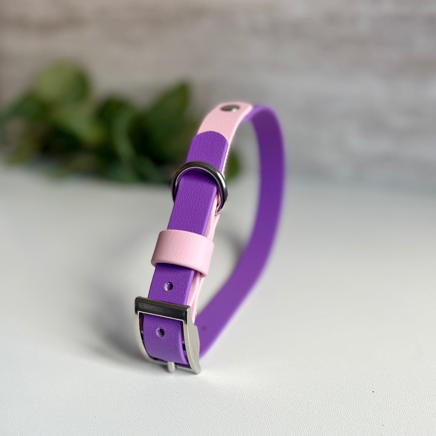 Purple and pink dog collar with silver buckle on a light background