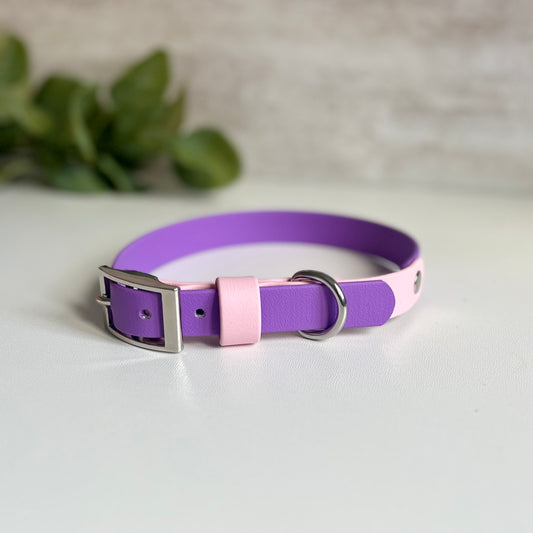 Purple and pink dog collar with silver buckle on a light background