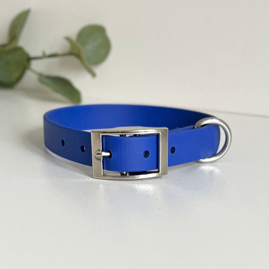 Blue dog collar with a silver buckle on a white surface with green leaves in the background