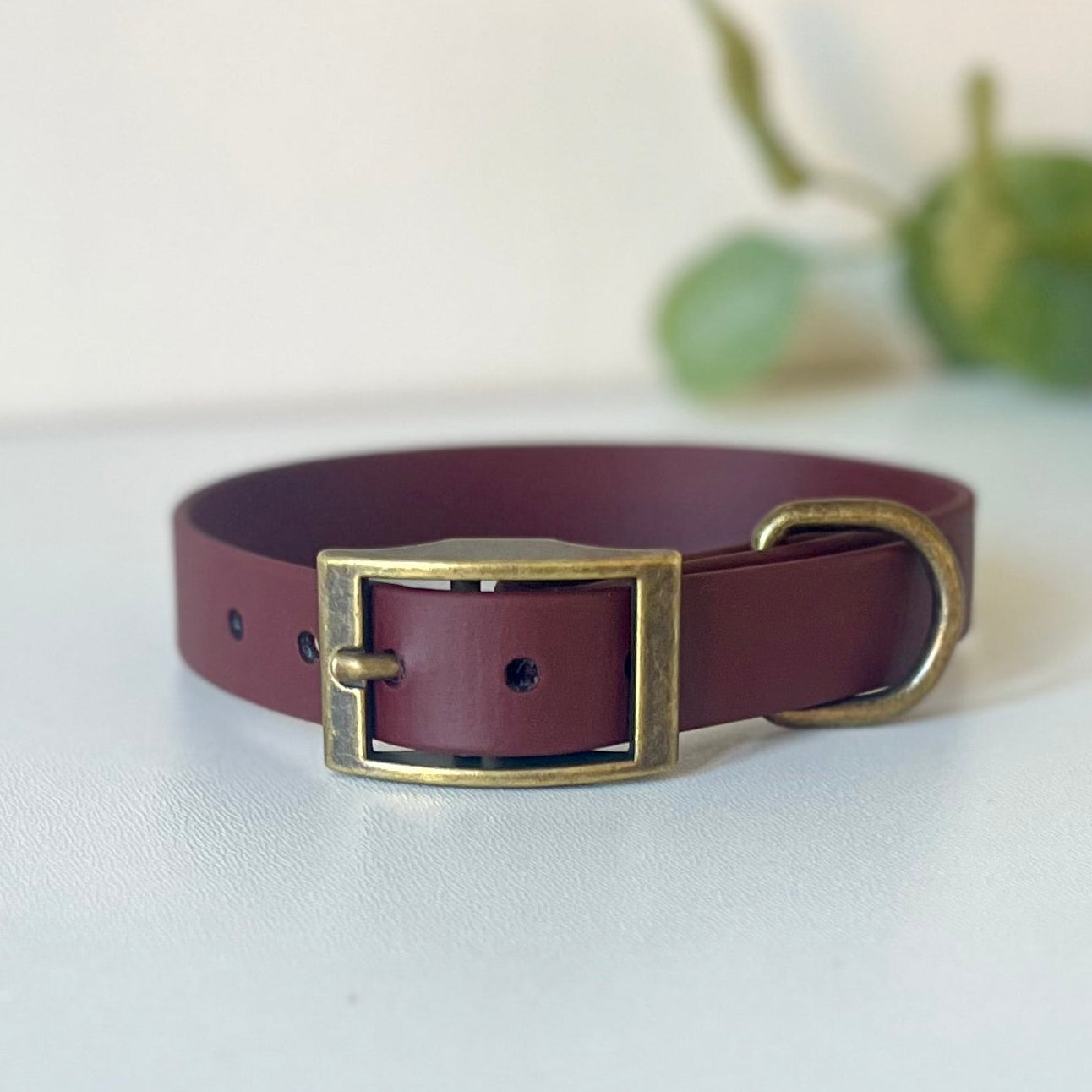 brown dog collar with antique brass hardware sitting on a light surface with leaves in the background