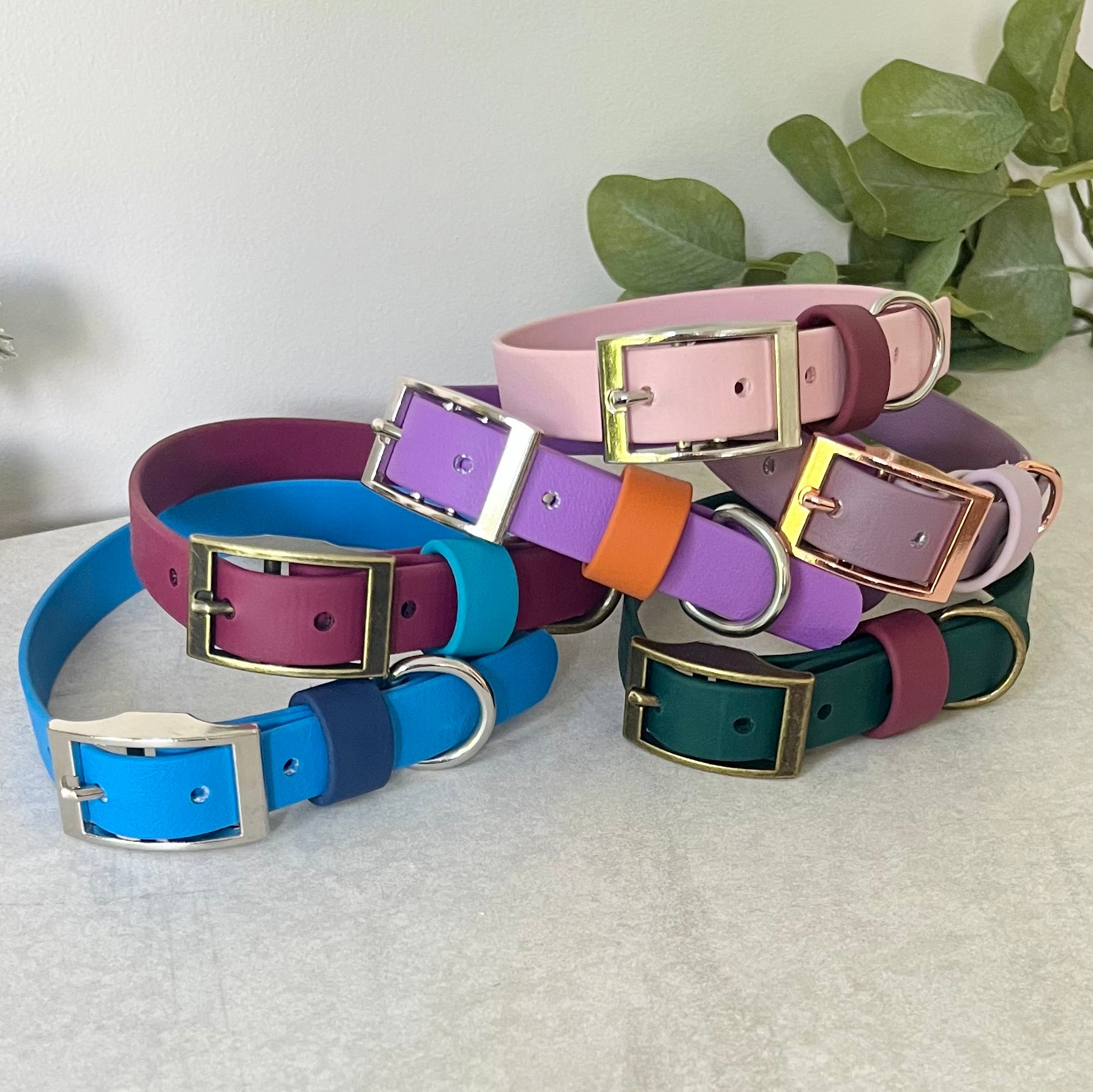 Colorful dog collars with metallic buckles on a light surface with green leaves in the background