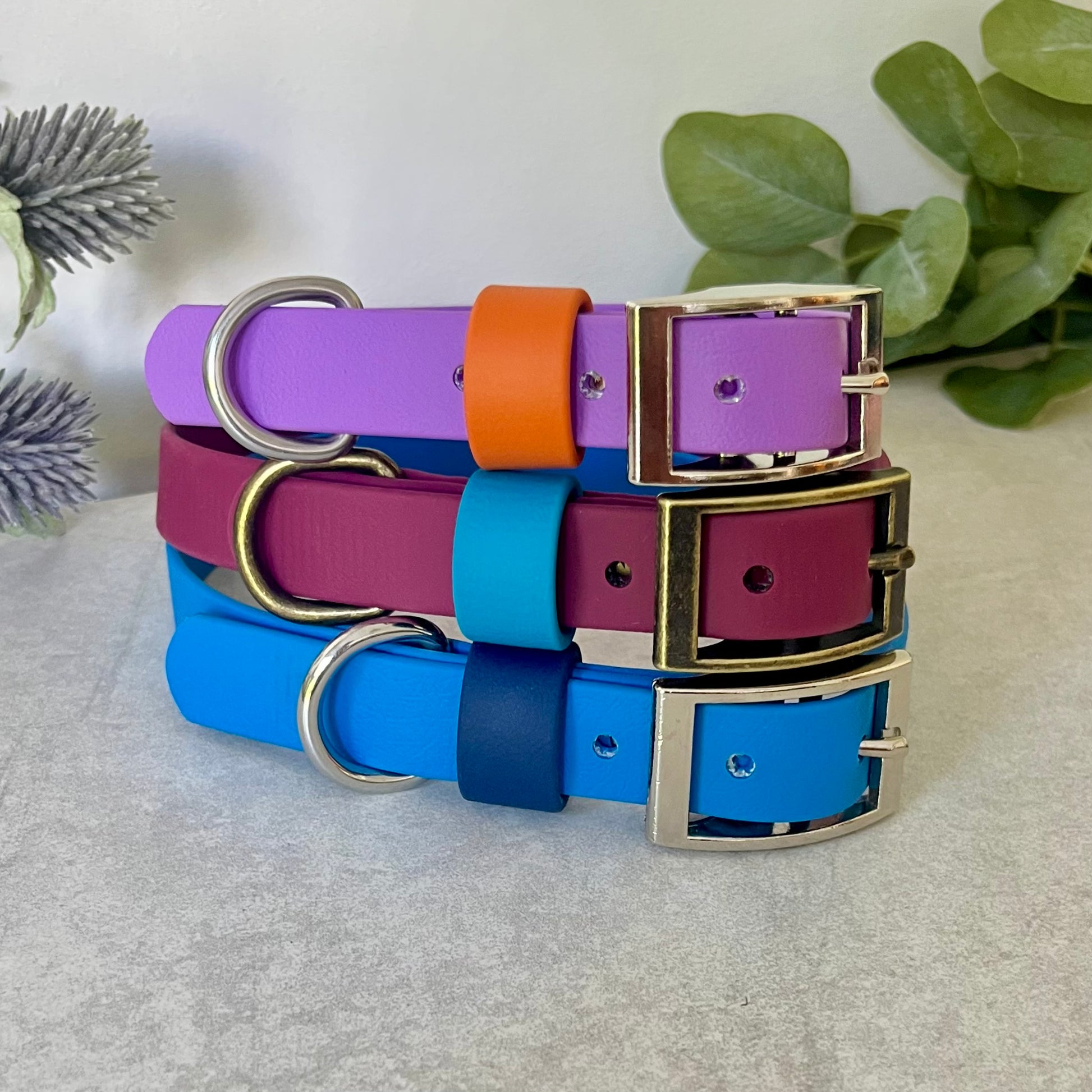 Colorful dog collars with metallic buckles on a neutral background