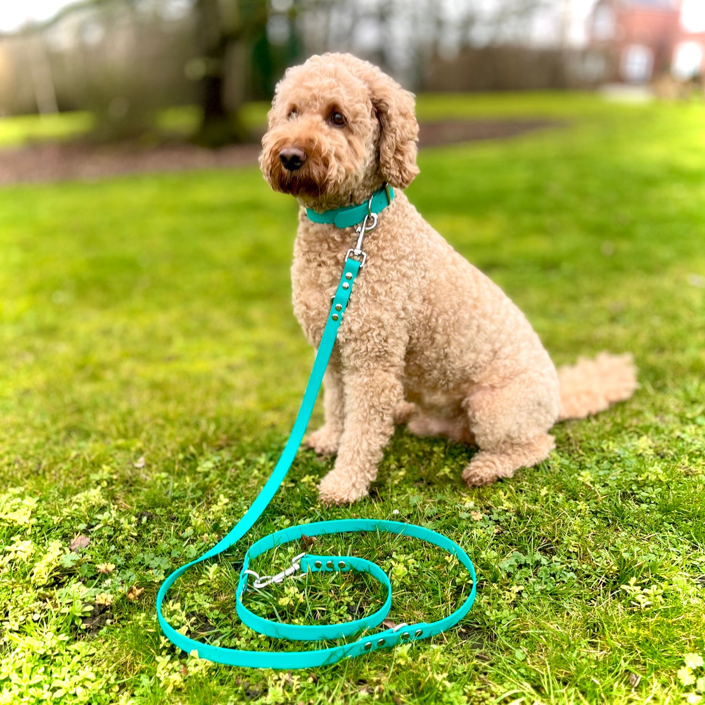 a dog sitting in a teal collar and lead