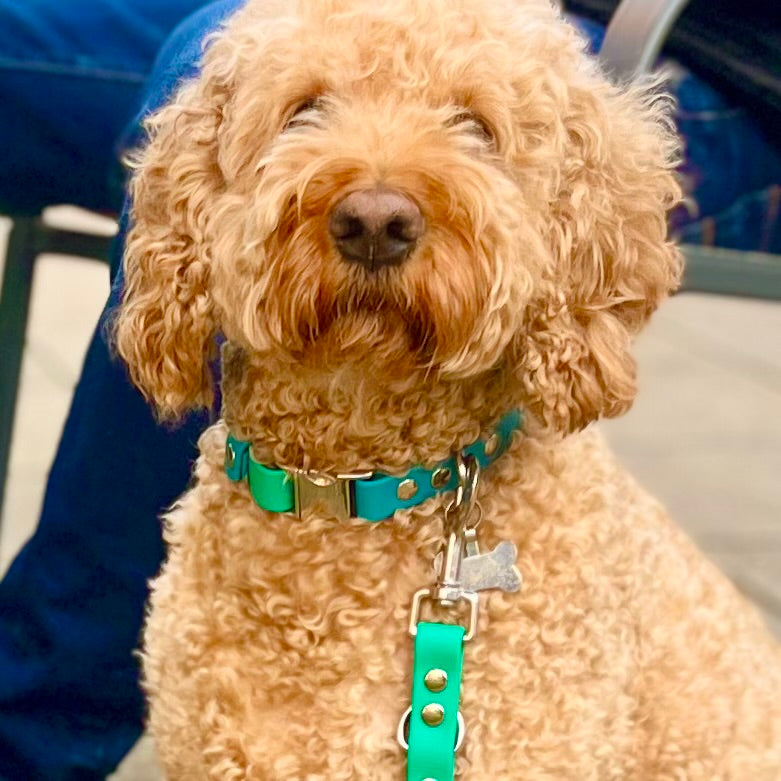 Dog with a turquoise collar sitting on a next to a person sitting on a seat