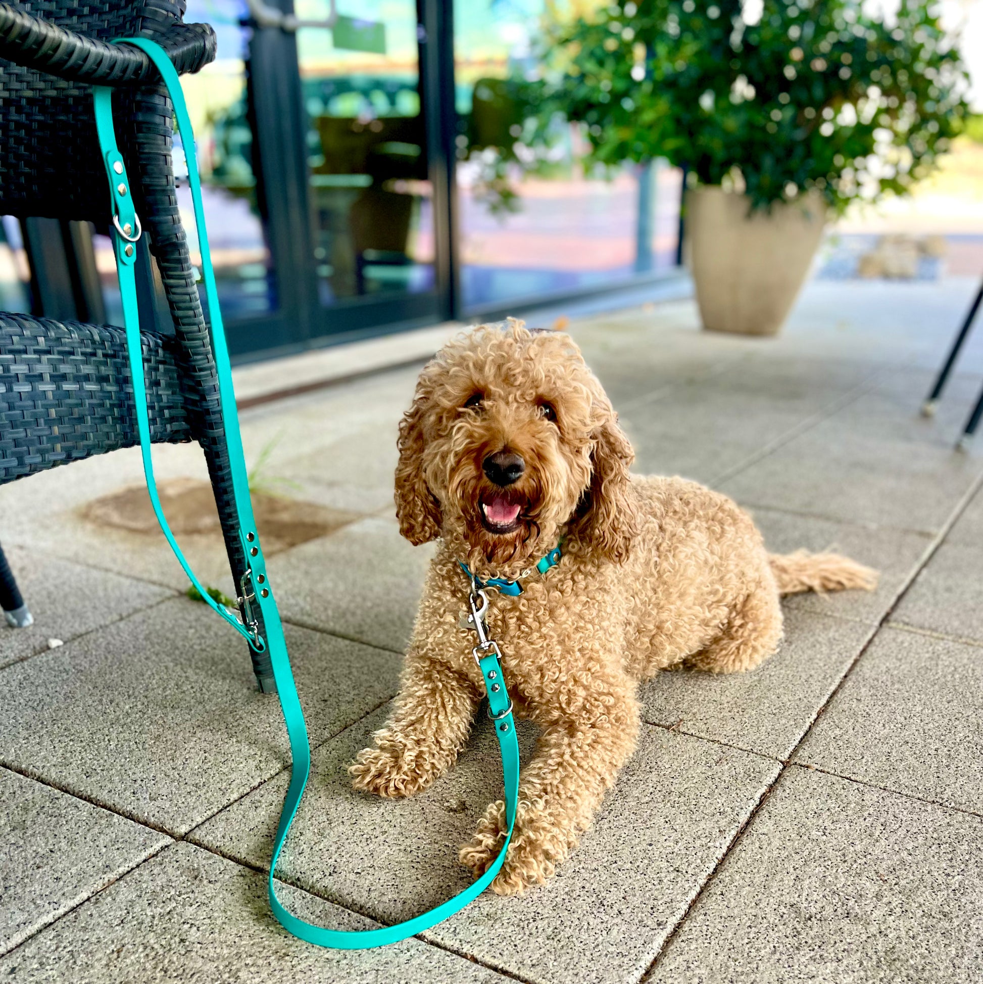 A dog lies on a tiled patio wearing a bright turquoise collar and matching lead attached to a black outdoor chair. A potted plant and glass doors are blurred in the background.