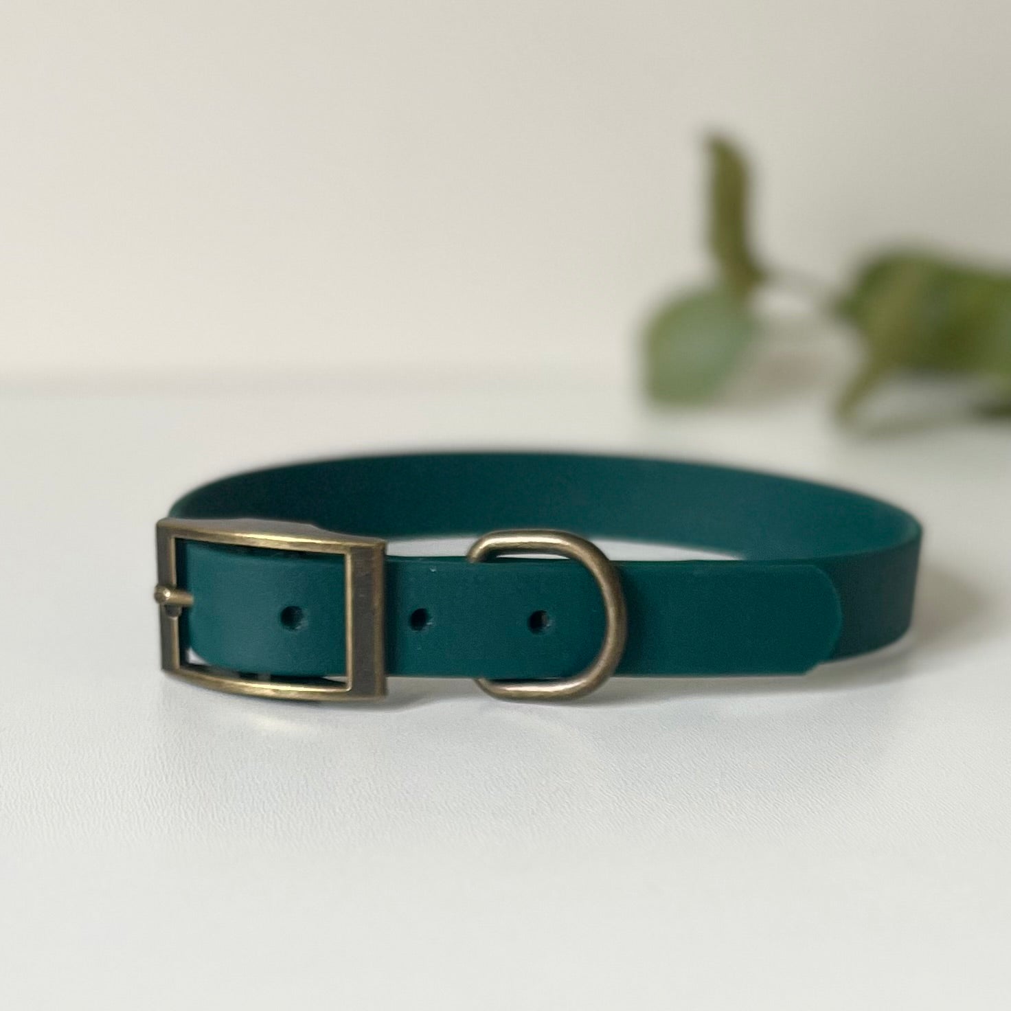 Dark green dog collar with antique brass hardware on a white background with leaves in the background