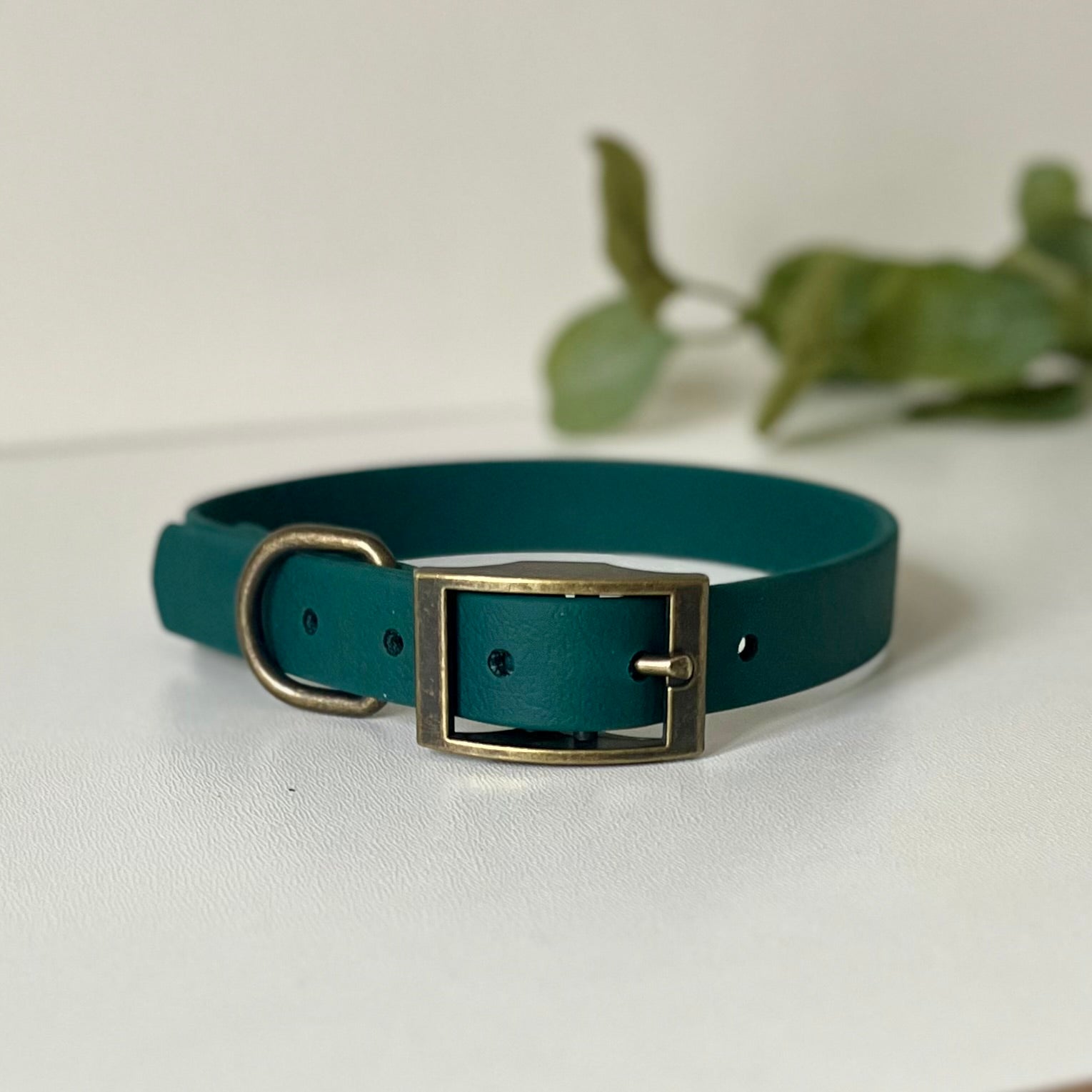 Dark green dog collar with antique brass hardware on a white background with leaves in background