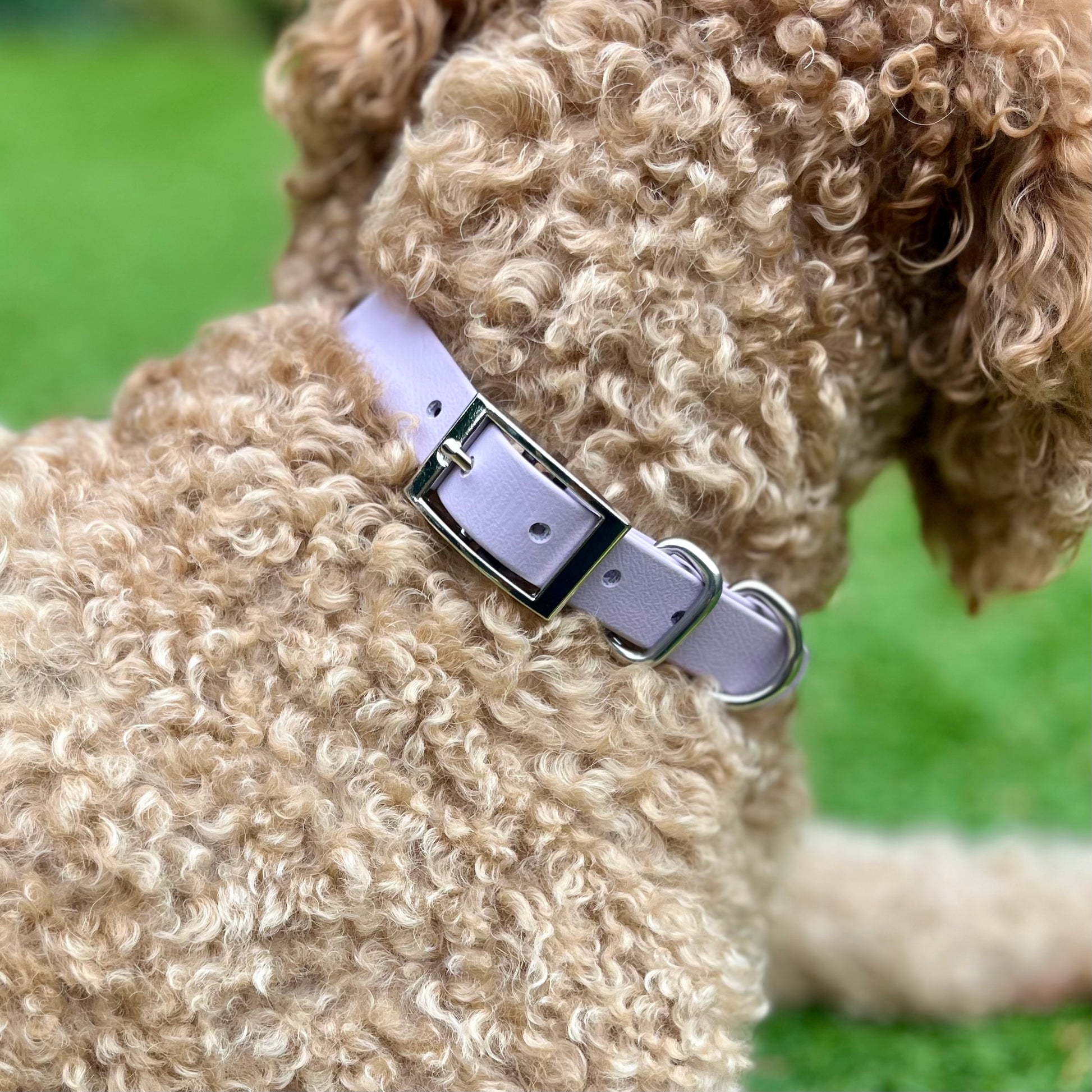 A close-up of a curly-haired light brown dog wearing a light lavender biothane collar with a silver metal buckle, set against a soft-focus green grass background.