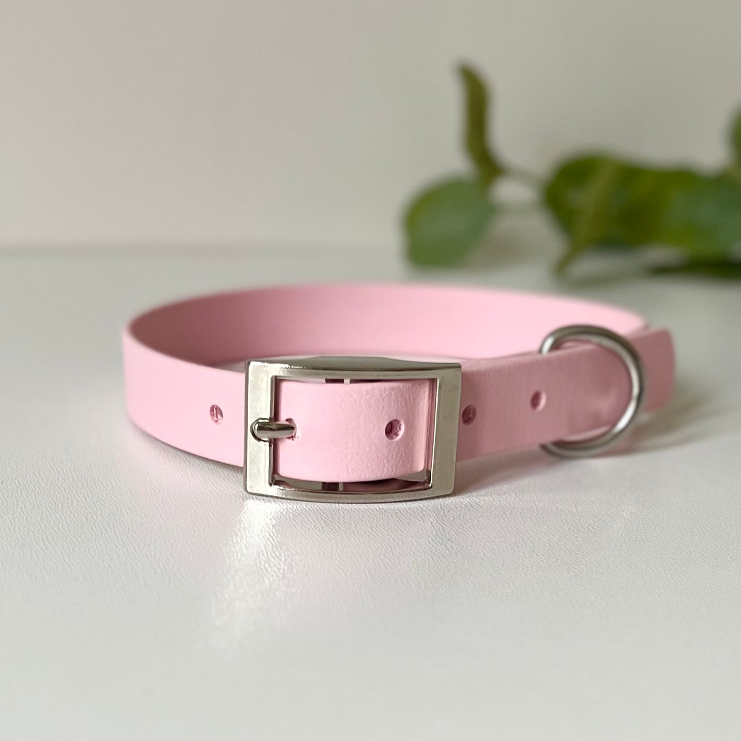 Light Pink dog collar with silver hardware on a white background with leaves in background