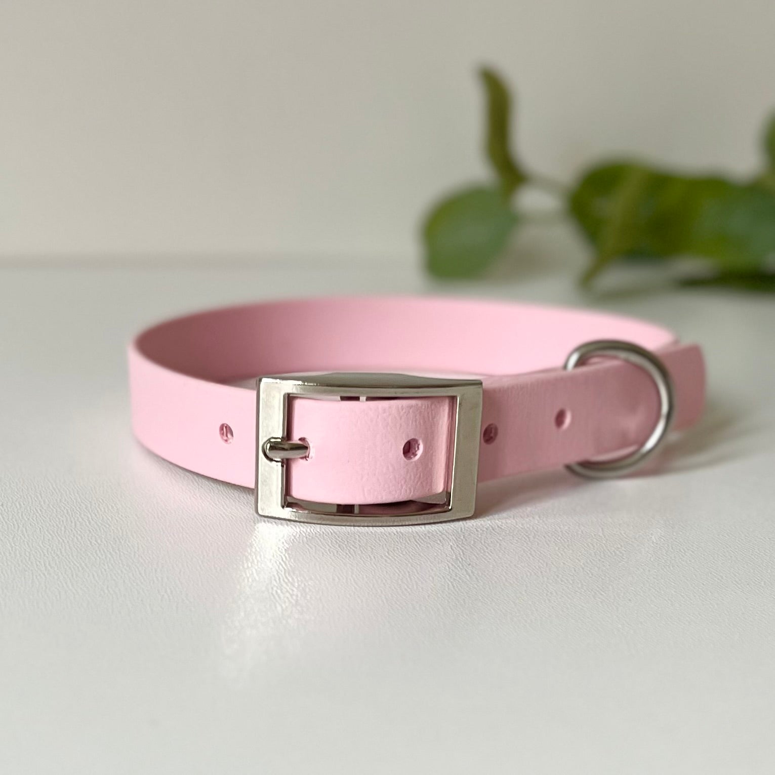 Light Pink dog collar with silver hardware on a white background with leaves in background