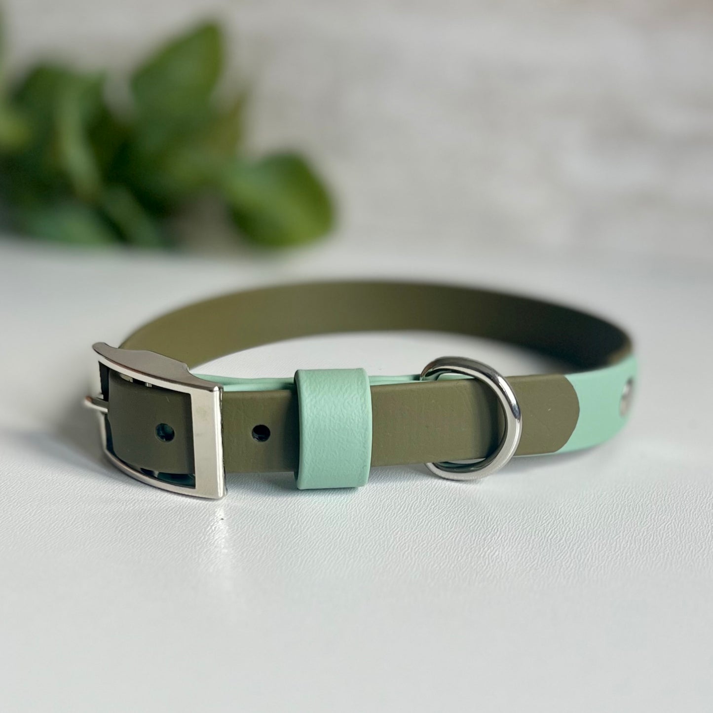 Olive green two tone dog collar with a silver buckle on a light background