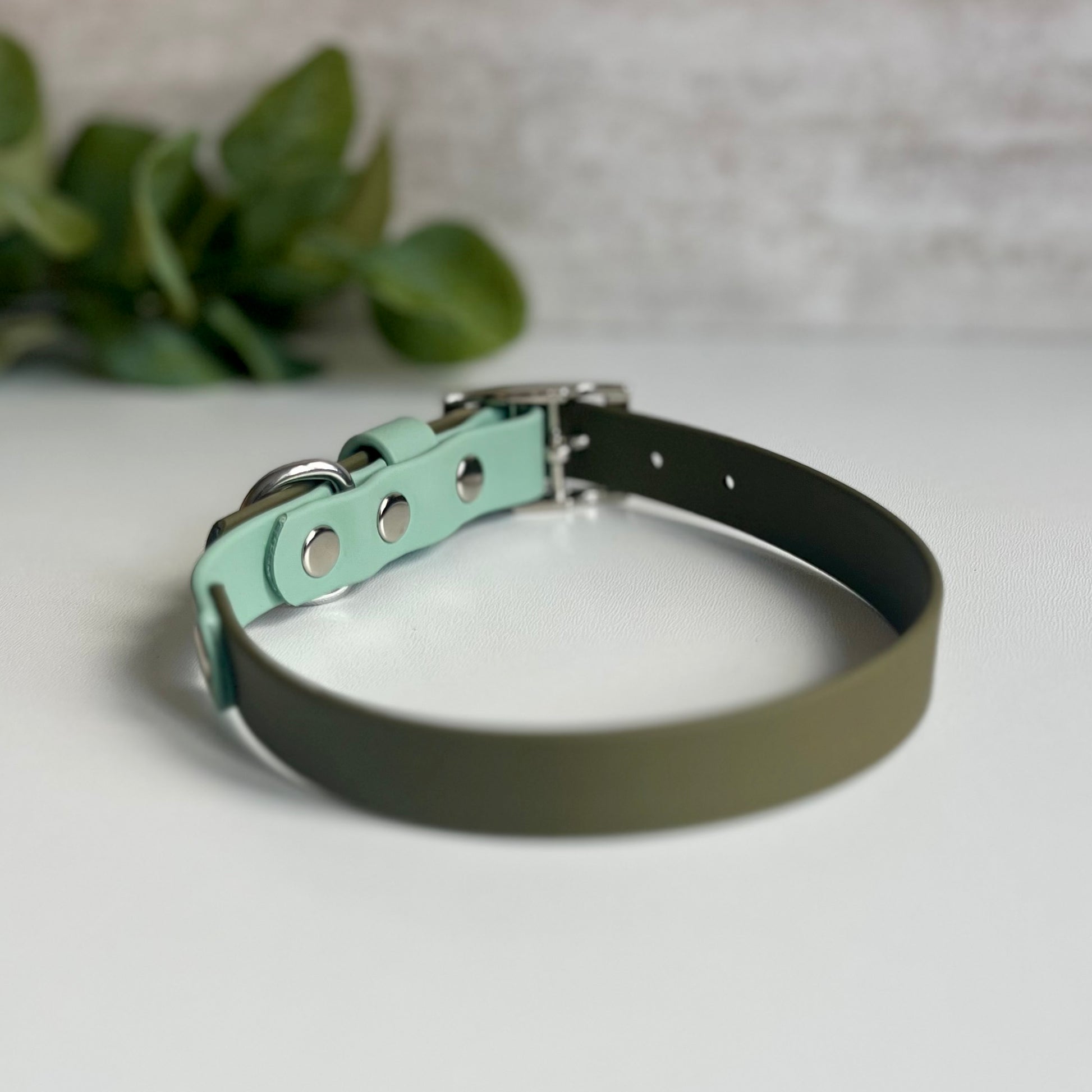 Olive green two tone dog collar with a silver buckle on a light background