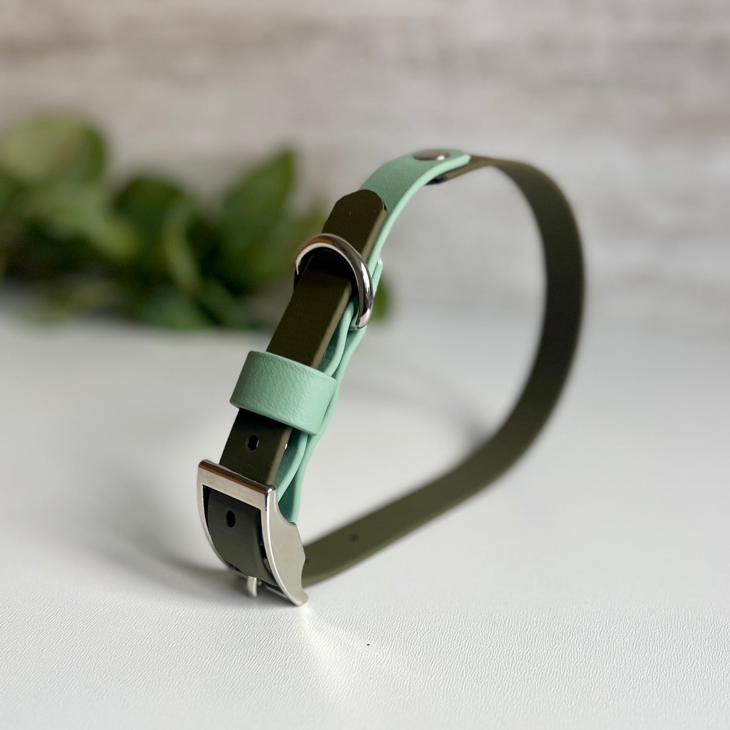 Olive green two tone dog collar with a silver buckle on a light background