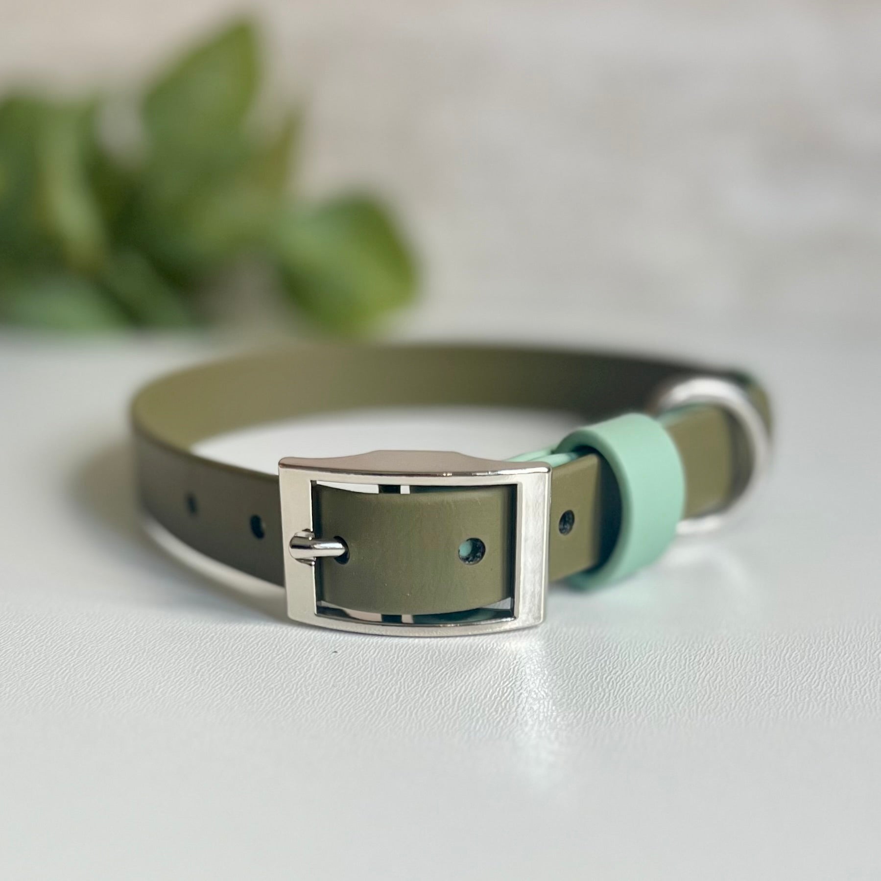 Olive green two tone dog collar with a silver buckle on a light background