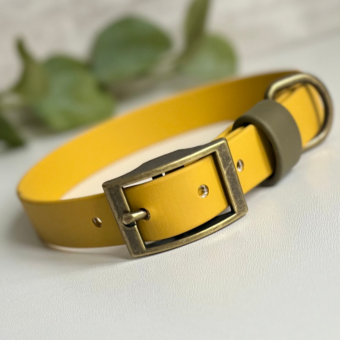 yellow dog collar with olive strap keeper and antique brass hardware
