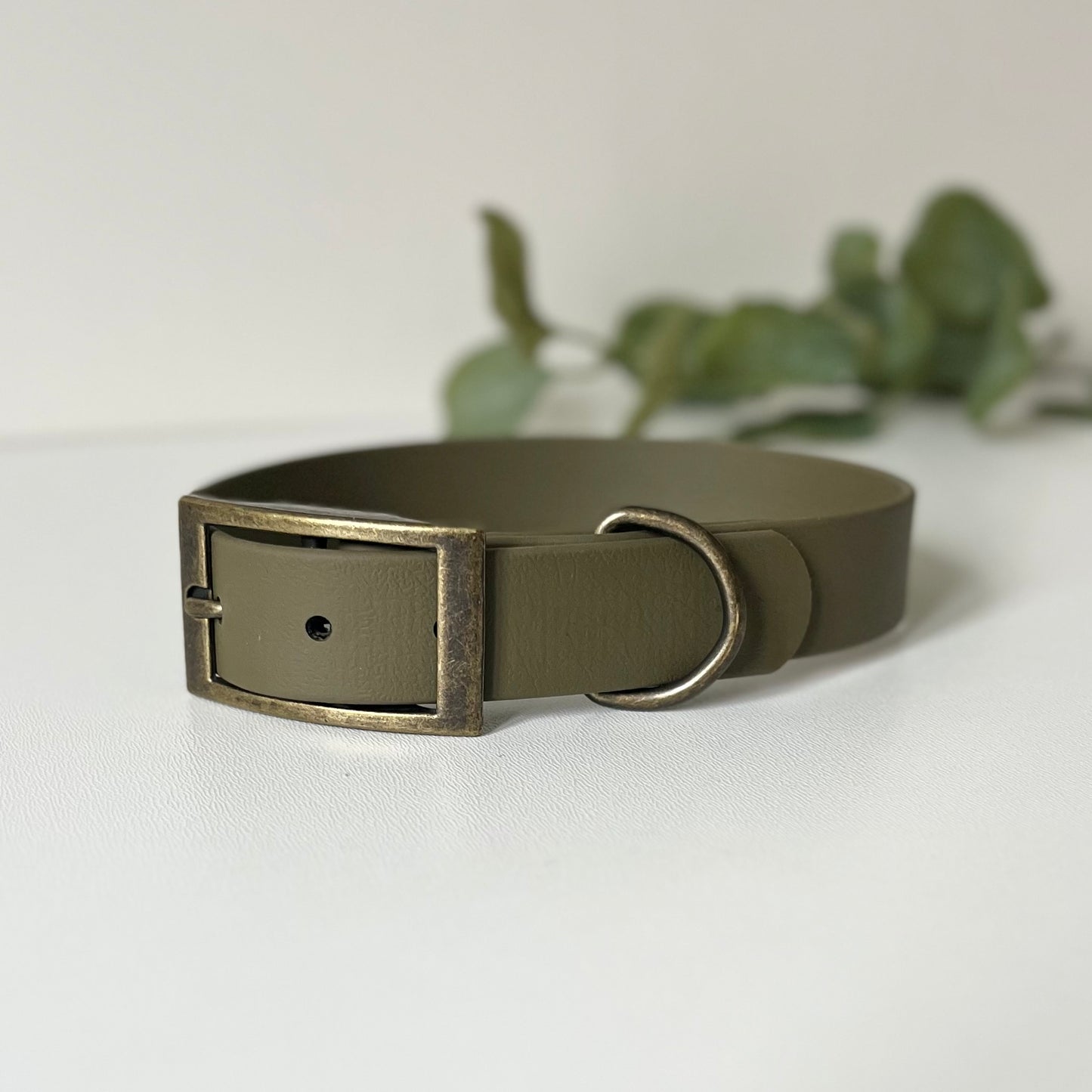 Olive green dog collar with antique brass hardware on a white background with leaves in the background