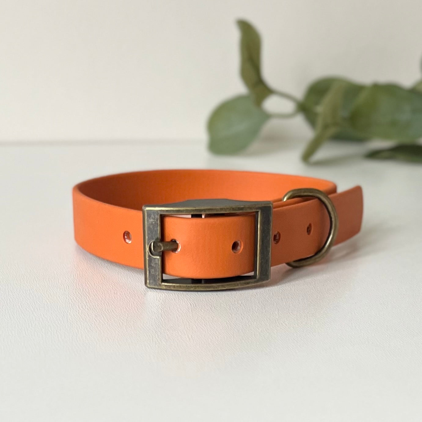Burnt Orange dog collar with antique brass hardware on a white background with leaves in the background