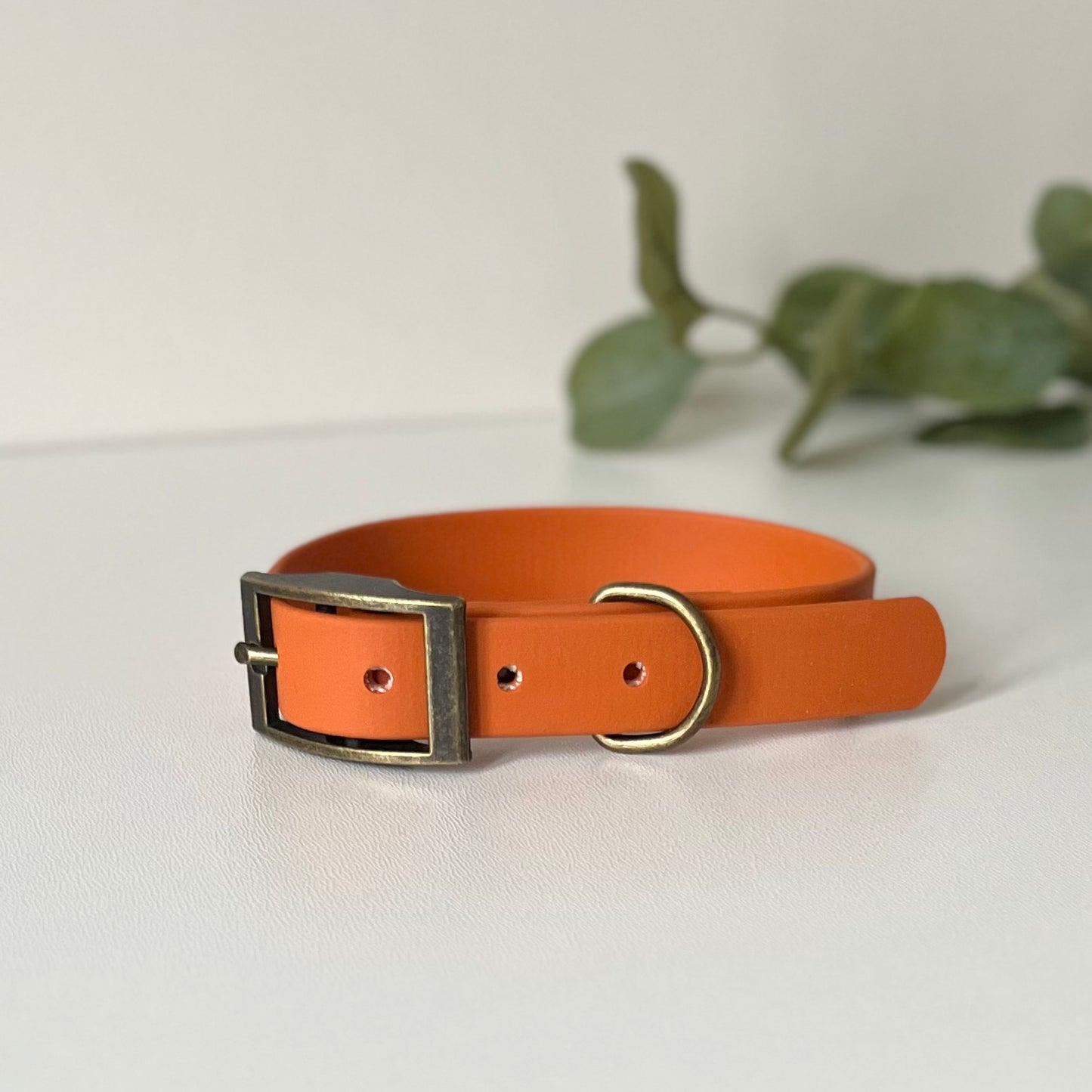 Burnt Orange dog collar with antique brass hardware on a white background with leaves in background
