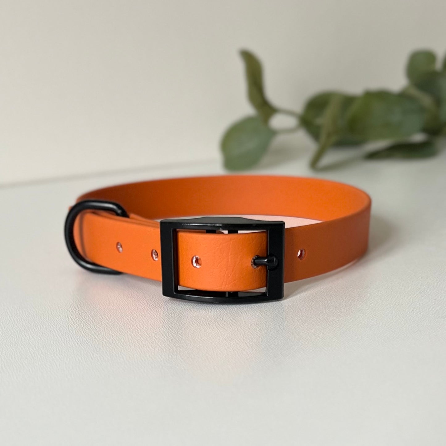 Burnt Orange dog collar with black hardware on a white background with leaves in background