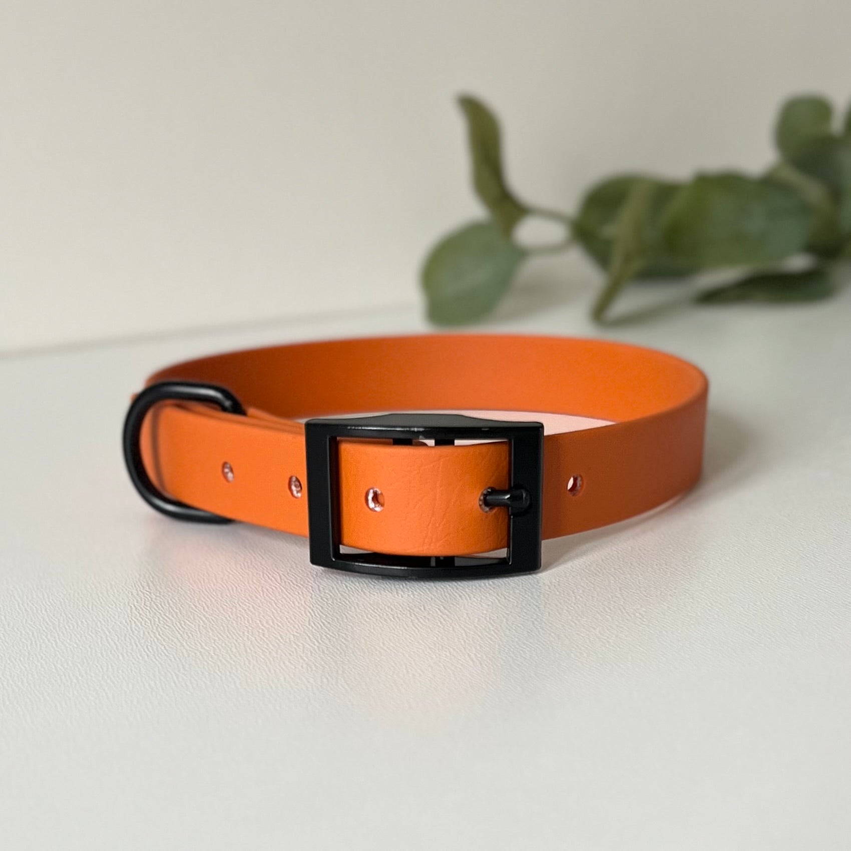Burnt Orange dog collar with black hardware on a white background with leaves in background